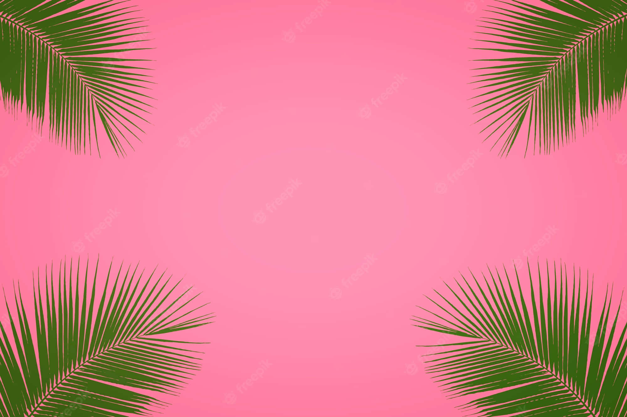 Pink Summer, vibrant pink background, lush green palm fronds, Full HD Desktop Wallpaper