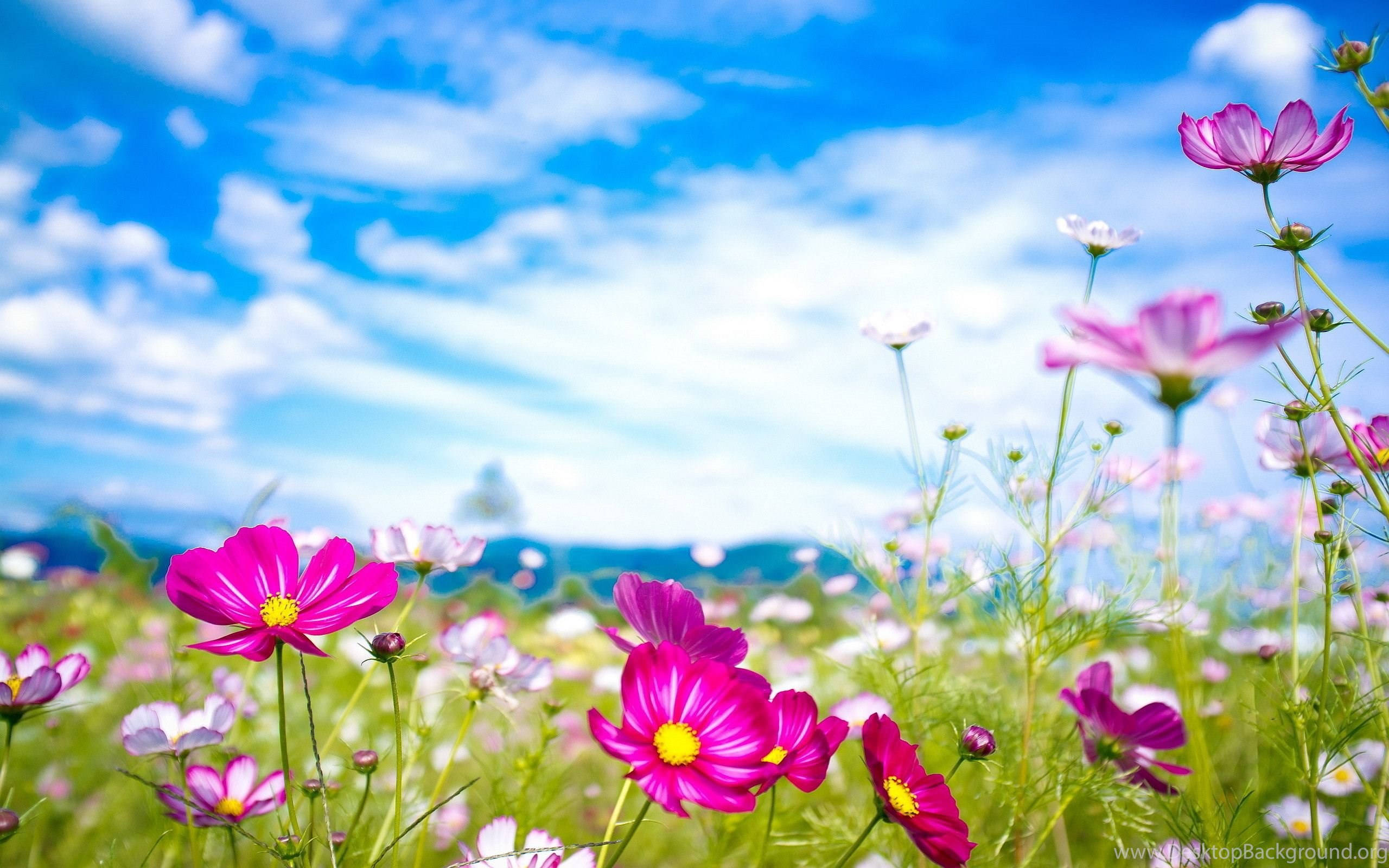 pink cosmos flowers, sunlit meadow, bright blue sky, 2K Desktop Wallpaper