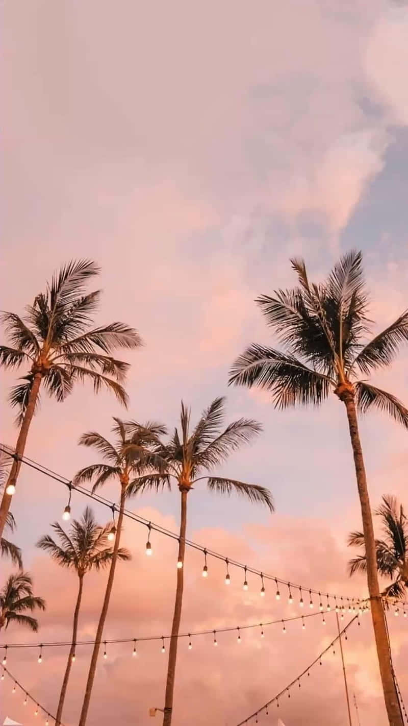 pink summer sky, palm trees, string lights, HD Phone Wallpaper