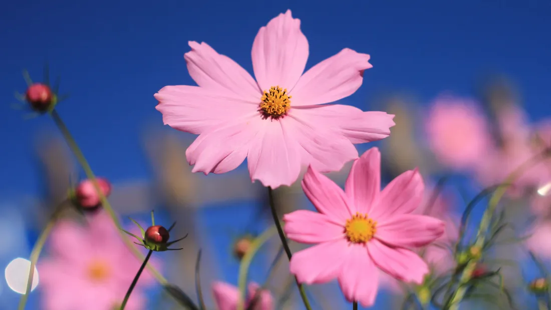 Pink Summer