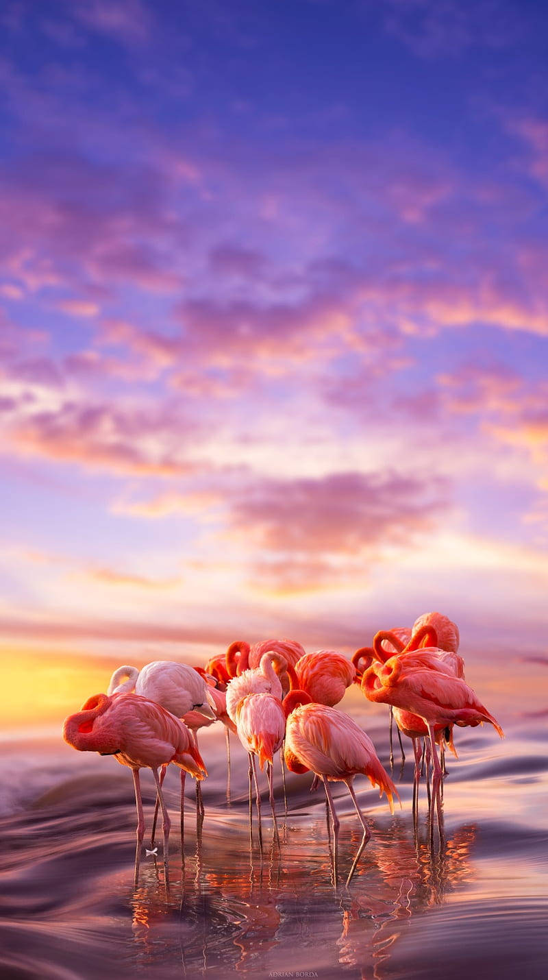 pink flamingos, shallow water, vibrant purple and orange sunset sky, HD Phone Wallpaper