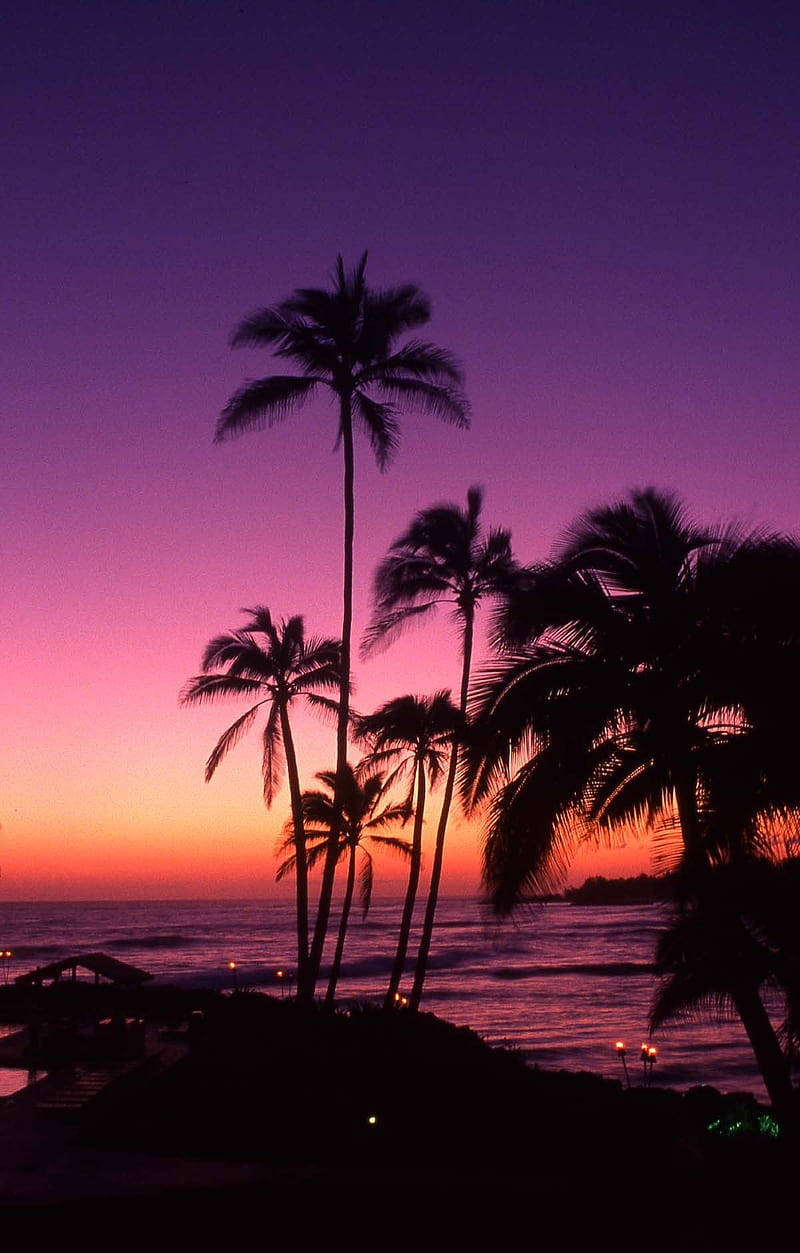 pink sunset, palm trees, vibrant purple and orange sunset, SD Phone Wallpaper