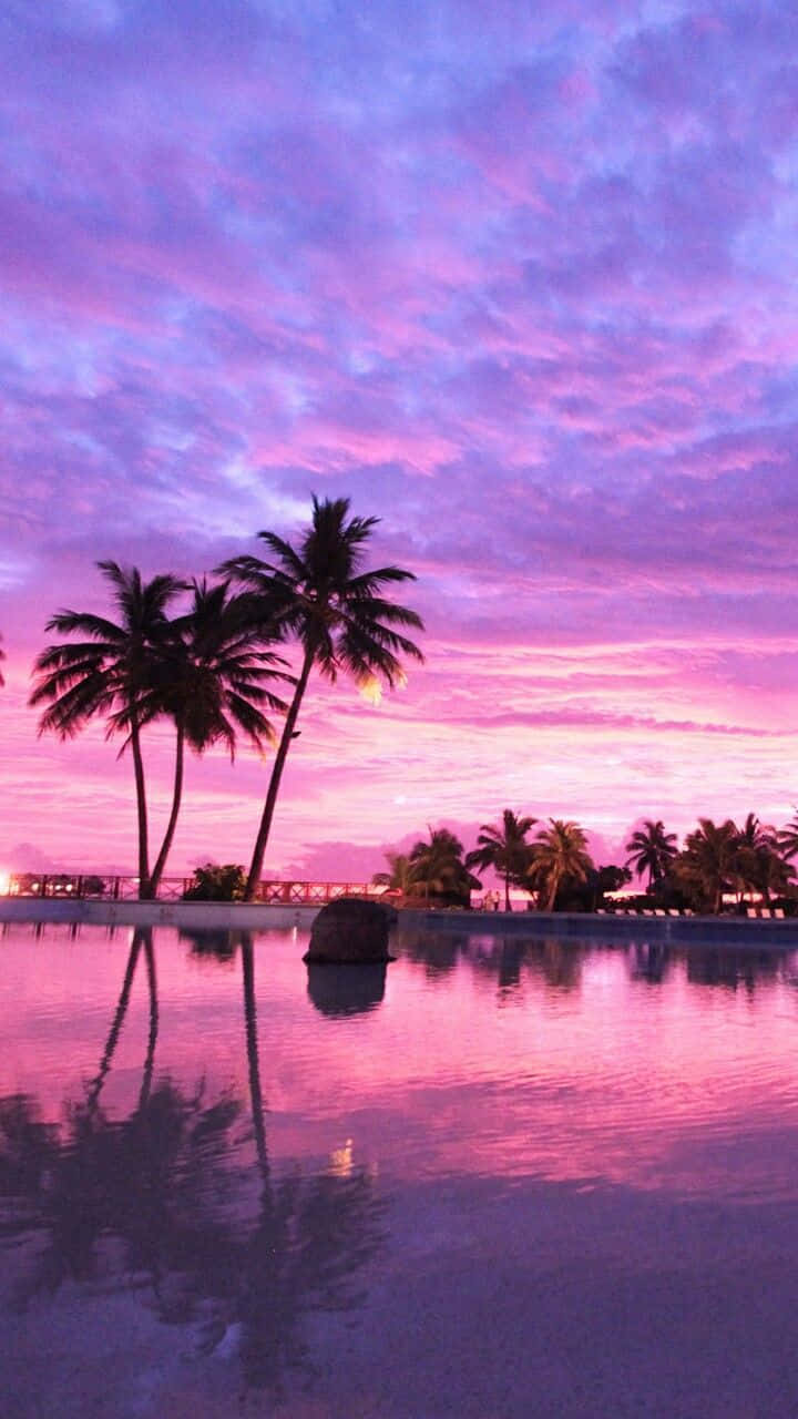 pink sunset, purple sunset, silhouetted palm trees, HD Phone Wallpaper
