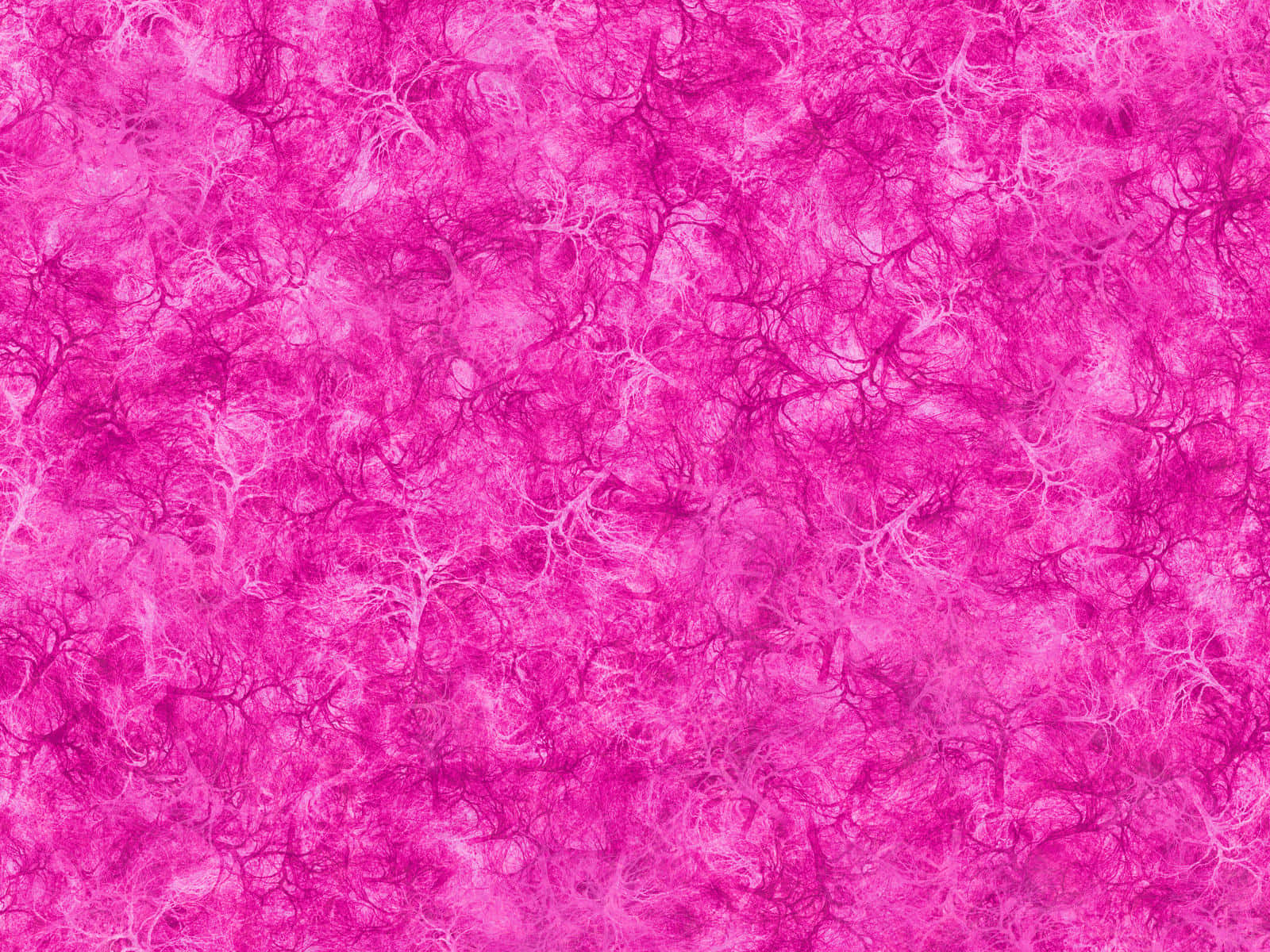Pink Texture, vibrant pink, delicate white branching patterns, HD Desktop Wallpaper