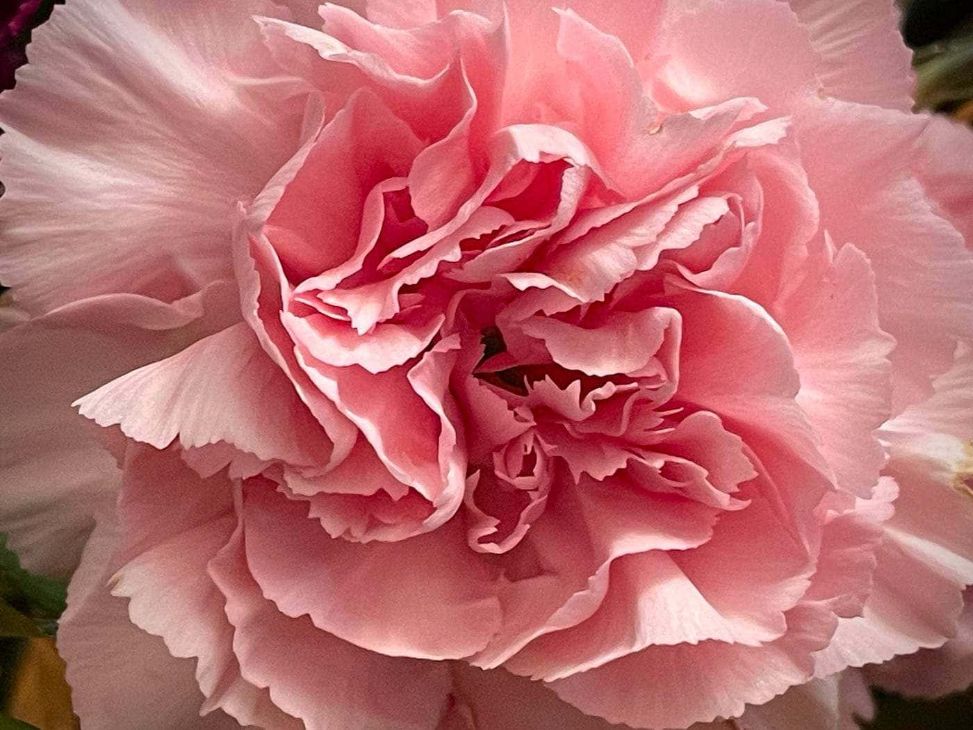 pale pink carnation, soft pink, ruffled petals, HD Desktop Wallpaper