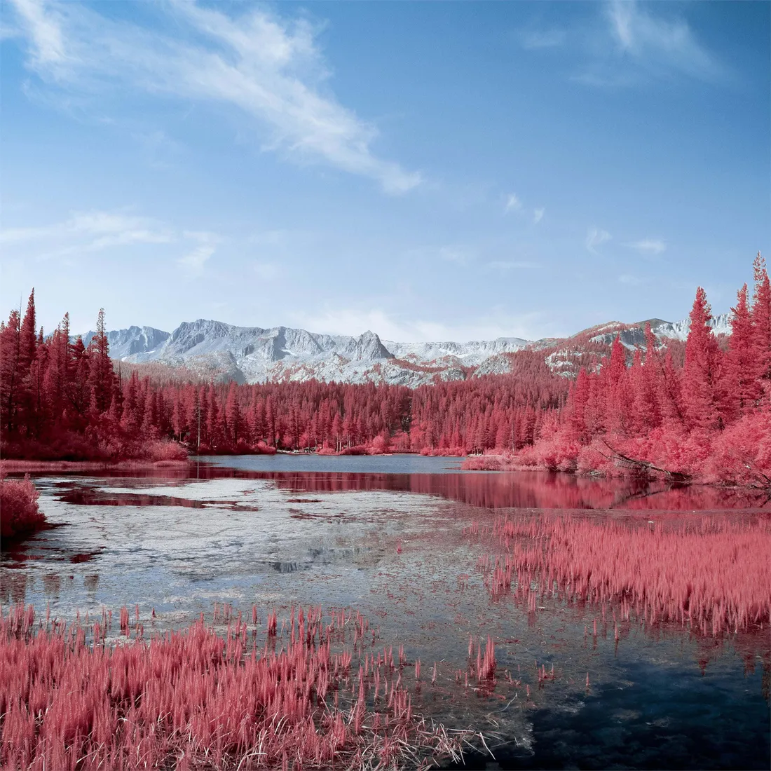 Pink Trees