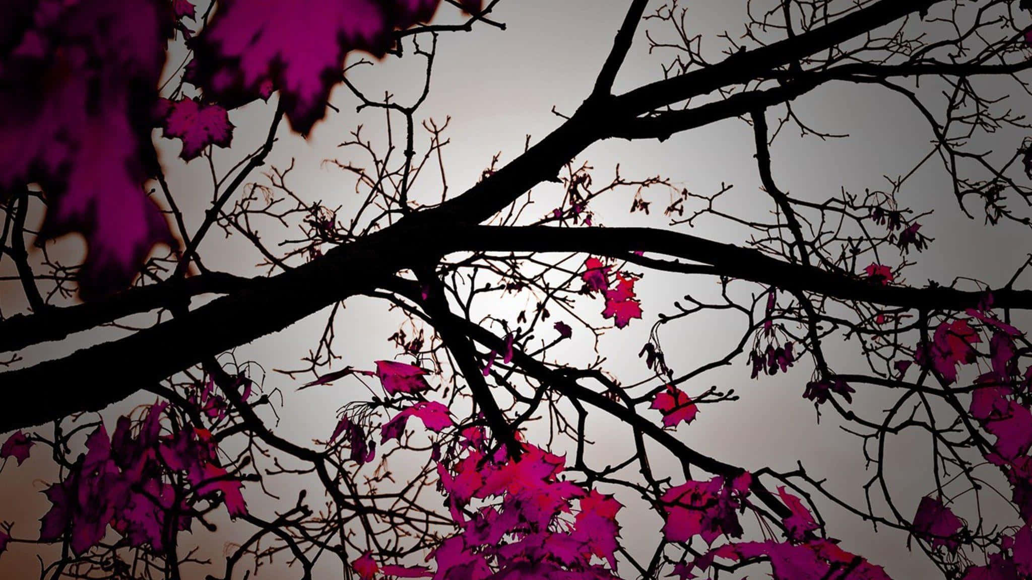 pink trees, magenta leaves, silhouetted tree branches, Full HD Desktop Wallpaper