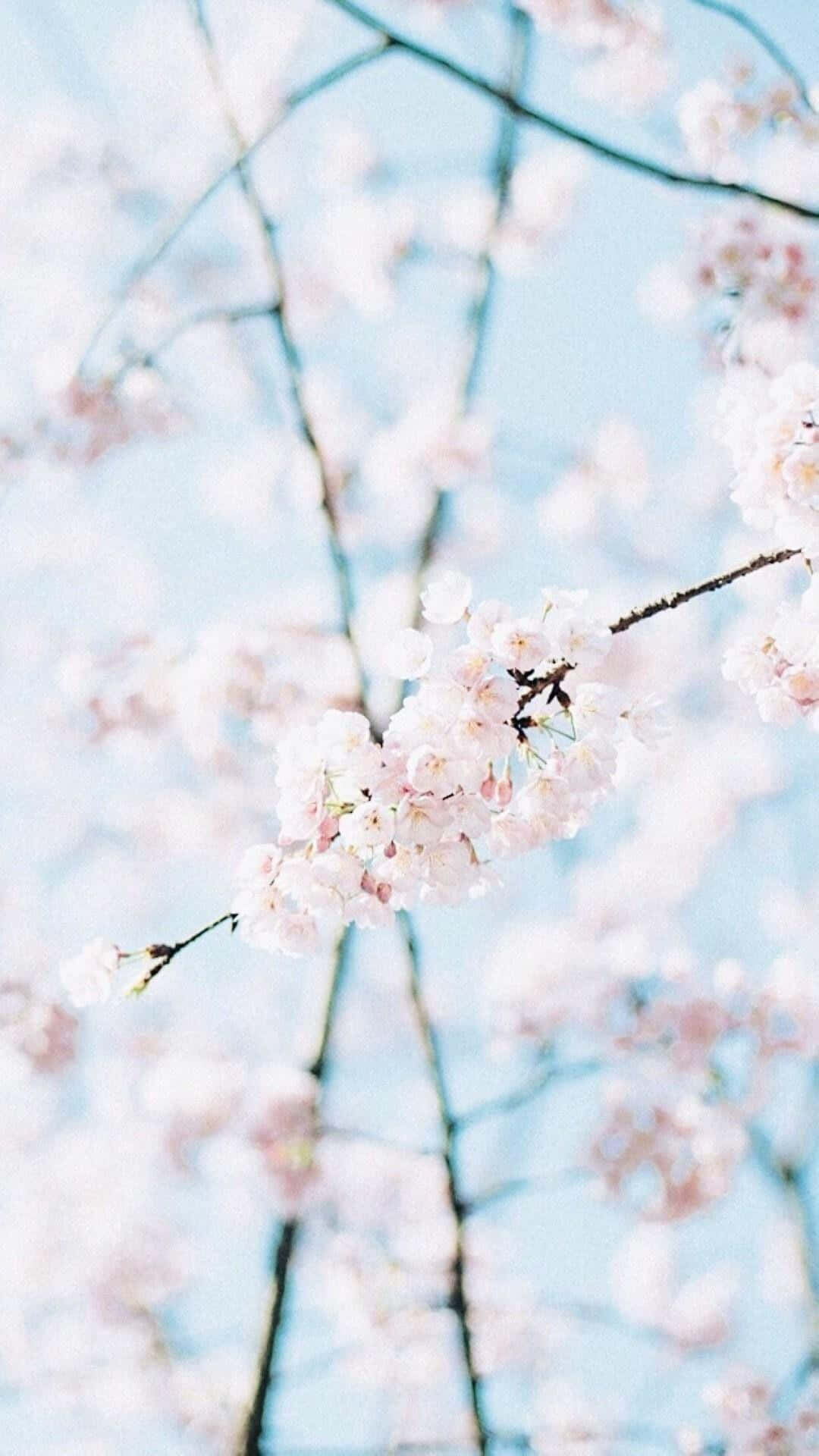pink trees, soft pink sunset, pink cherry blossoms, Full HD Phone Wallpaper
