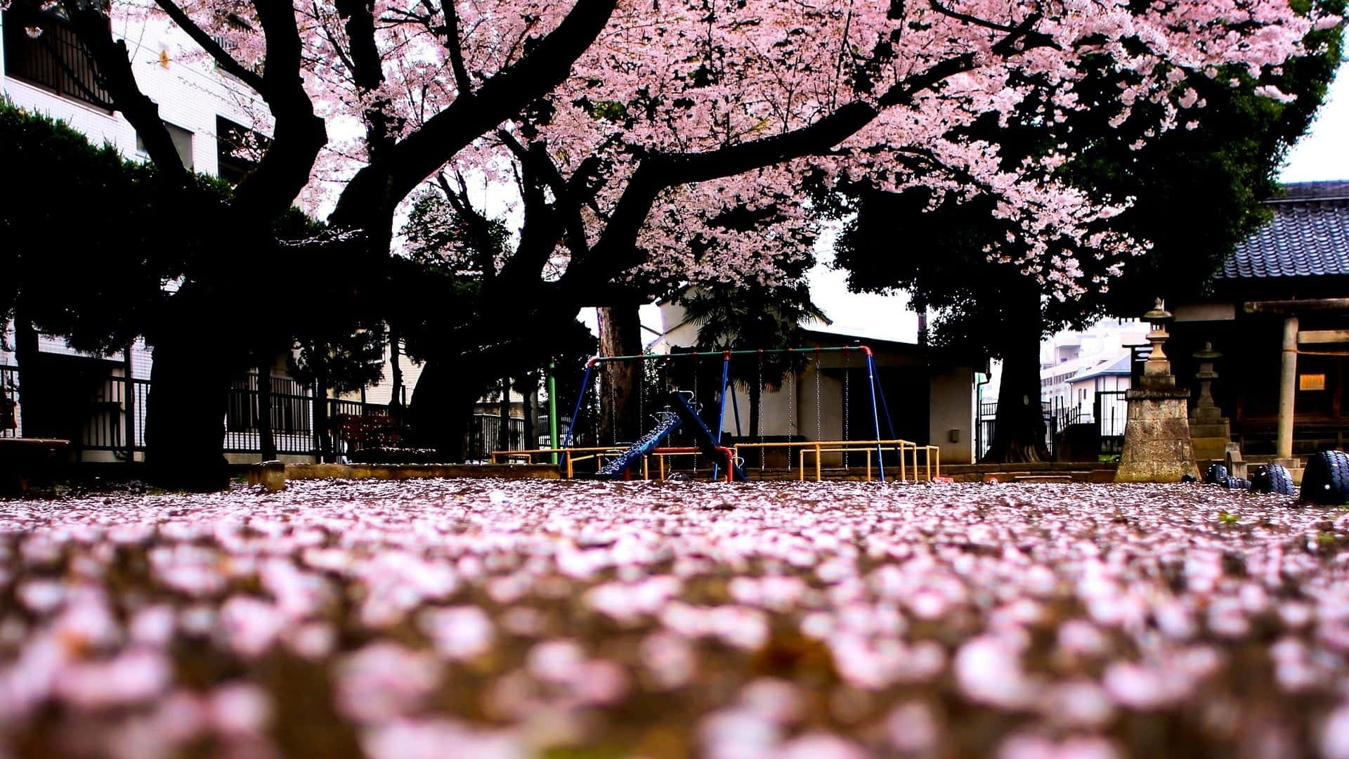 Pink cherry blossoms, towering trees, Japanese park playground, Full HD Desktop Wallpaper