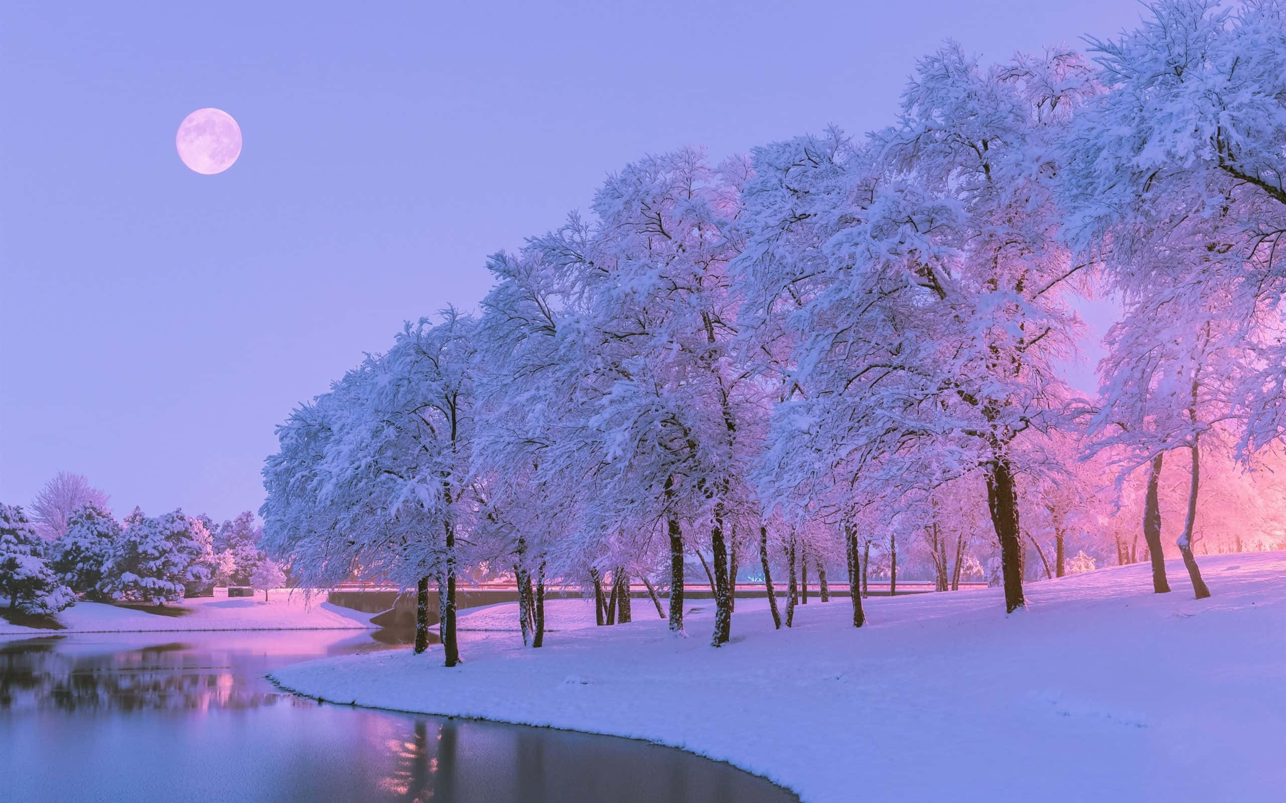 pink trees, snow, calm river, 2K Desktop Wallpaper
