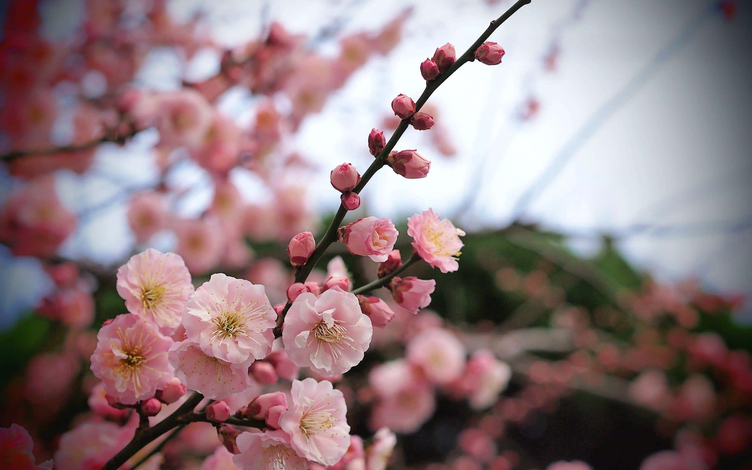 pink trees, cherry blossoms, slender branches, 2K Desktop Wallpaper
