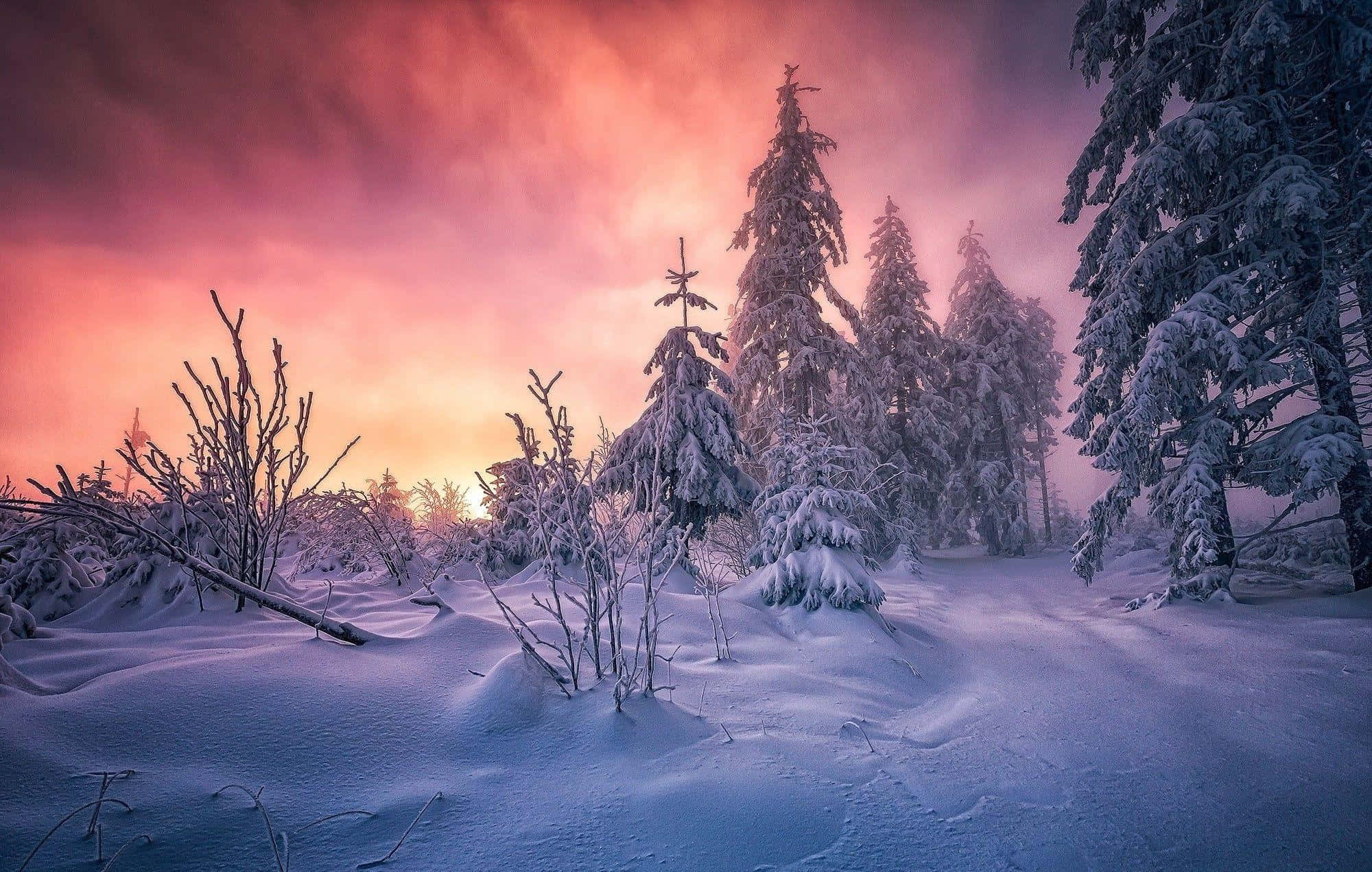 pink trees, vibrant pink and orange sunset sky, snow-covered pine trees, Full HD Desktop Wallpaper