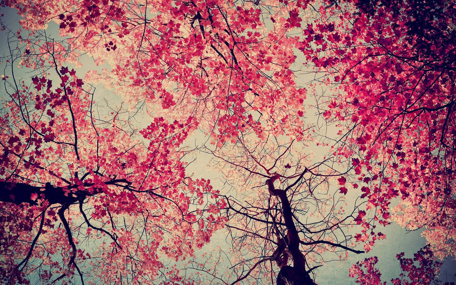 pink trees, vibrant pink cherry blossoms, dark branches, Full HD Desktop Wallpaper
