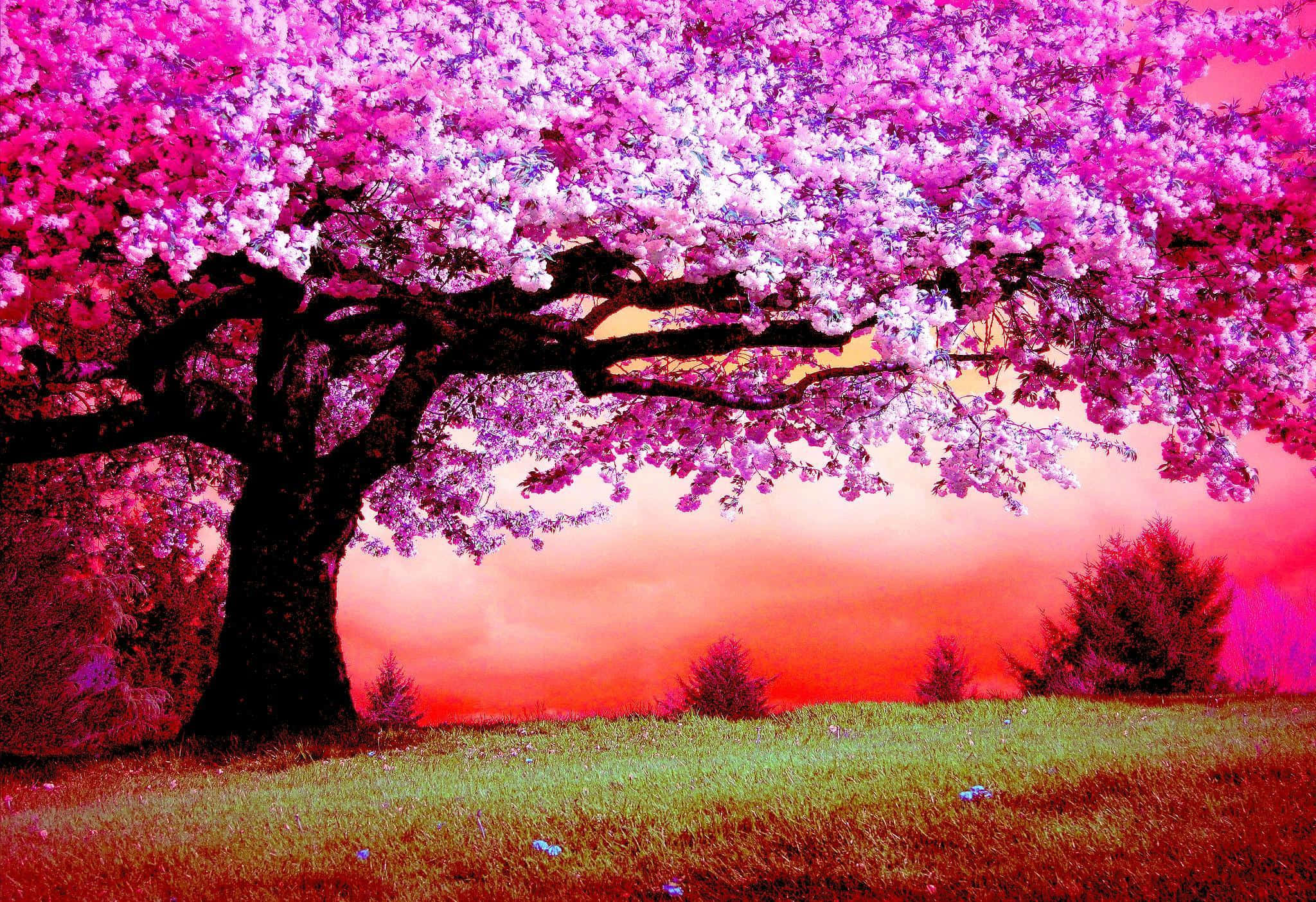 Pink Trees, cherry blossom tree, vibrant pink and white flowers, Full HD Desktop Wallpaper