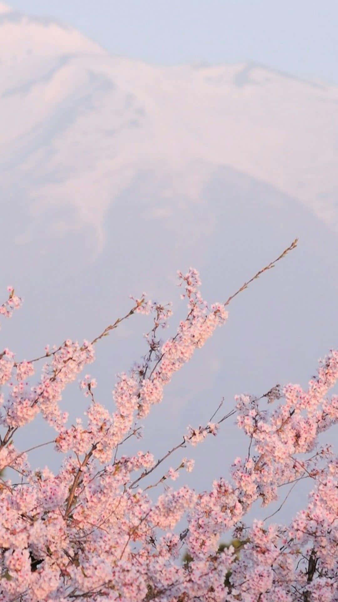 pink trees, pink cherry blossoms, snow-capped mountains, Full HD Phone Wallpaper