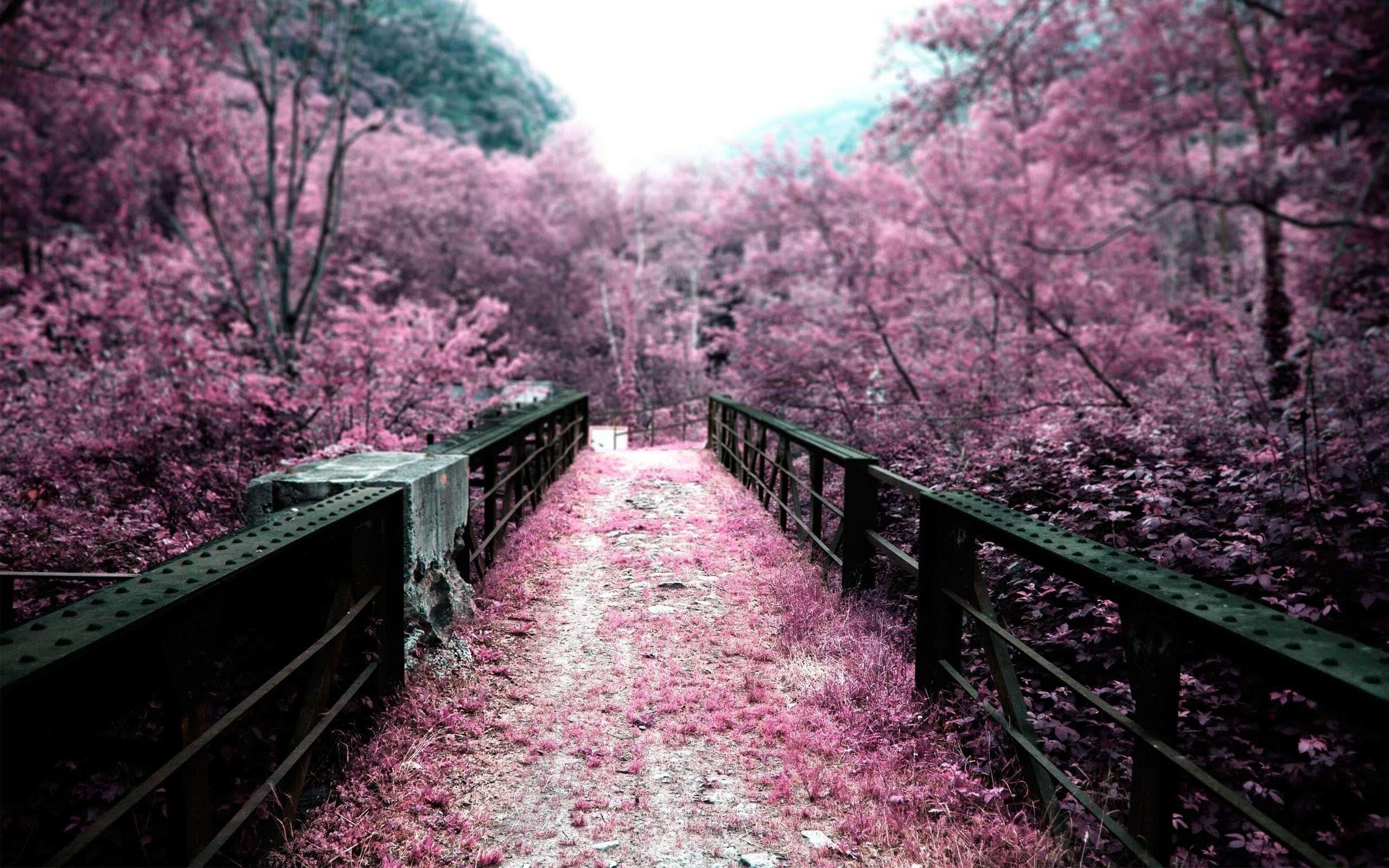 Pink Trees, Bridge, vibrant pink foliage, 2K Desktop Wallpaper