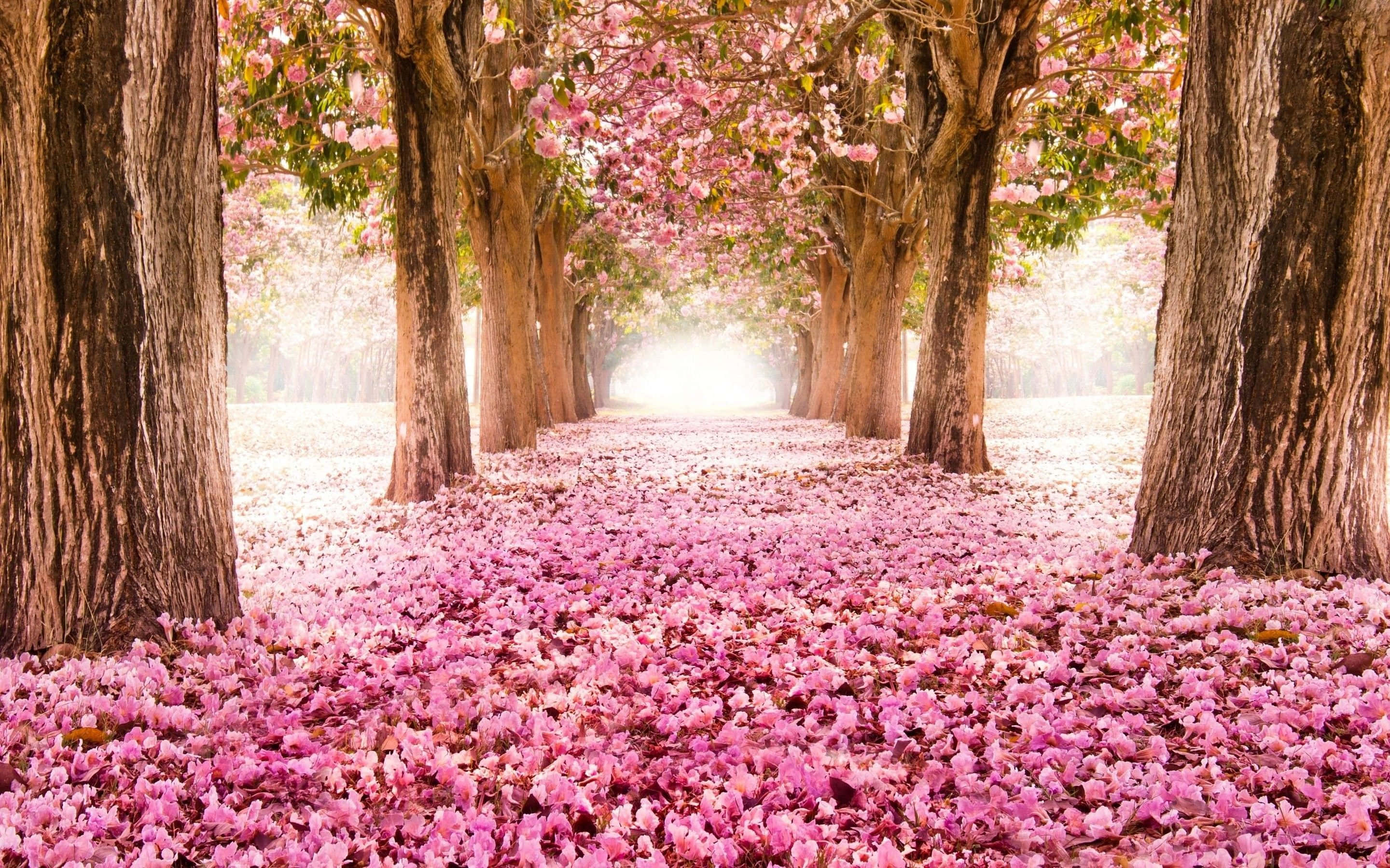 pink trees, sunlit path, tunnel of blooming pink trees, 2K Desktop Wallpaper