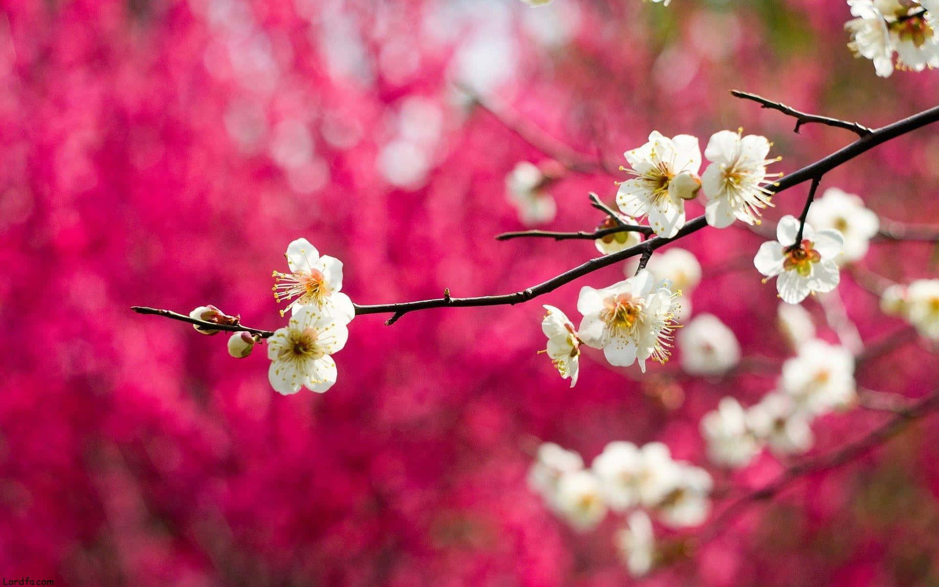 pink trees, sunset, pink blurred floral background, Full HD Desktop Wallpaper