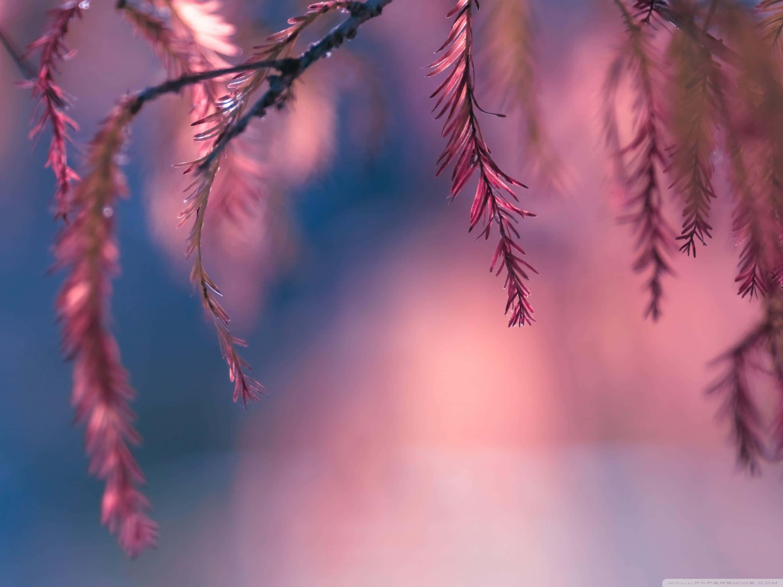 Pink Trees, pink pine needles, serene blue sky, 2K Desktop Wallpaper