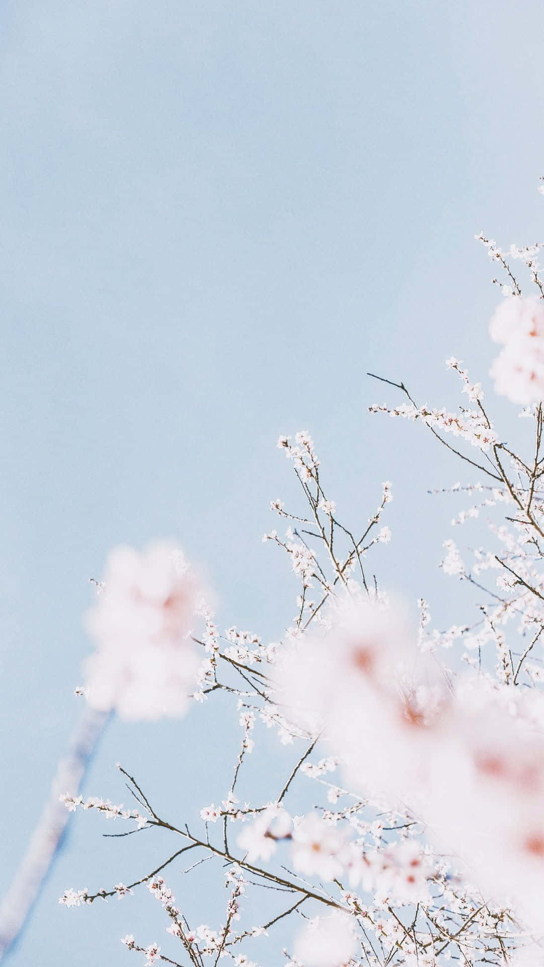pink trees, pink cherry blossoms, slender branches, Full HD Phone Wallpaper