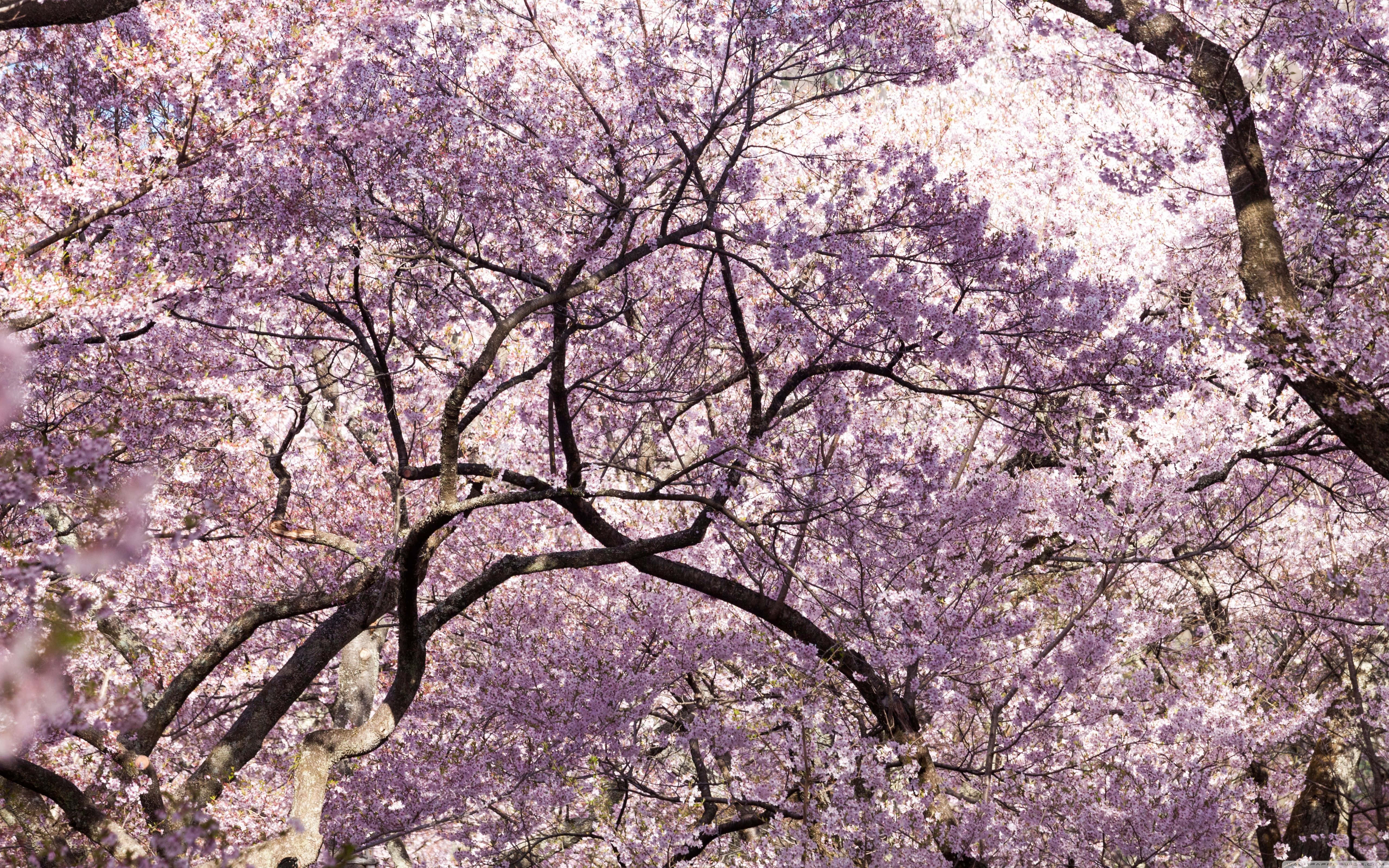 pink trees, pink cherry blossoms, dark twisting branches, 5K Desktop Wallpaper