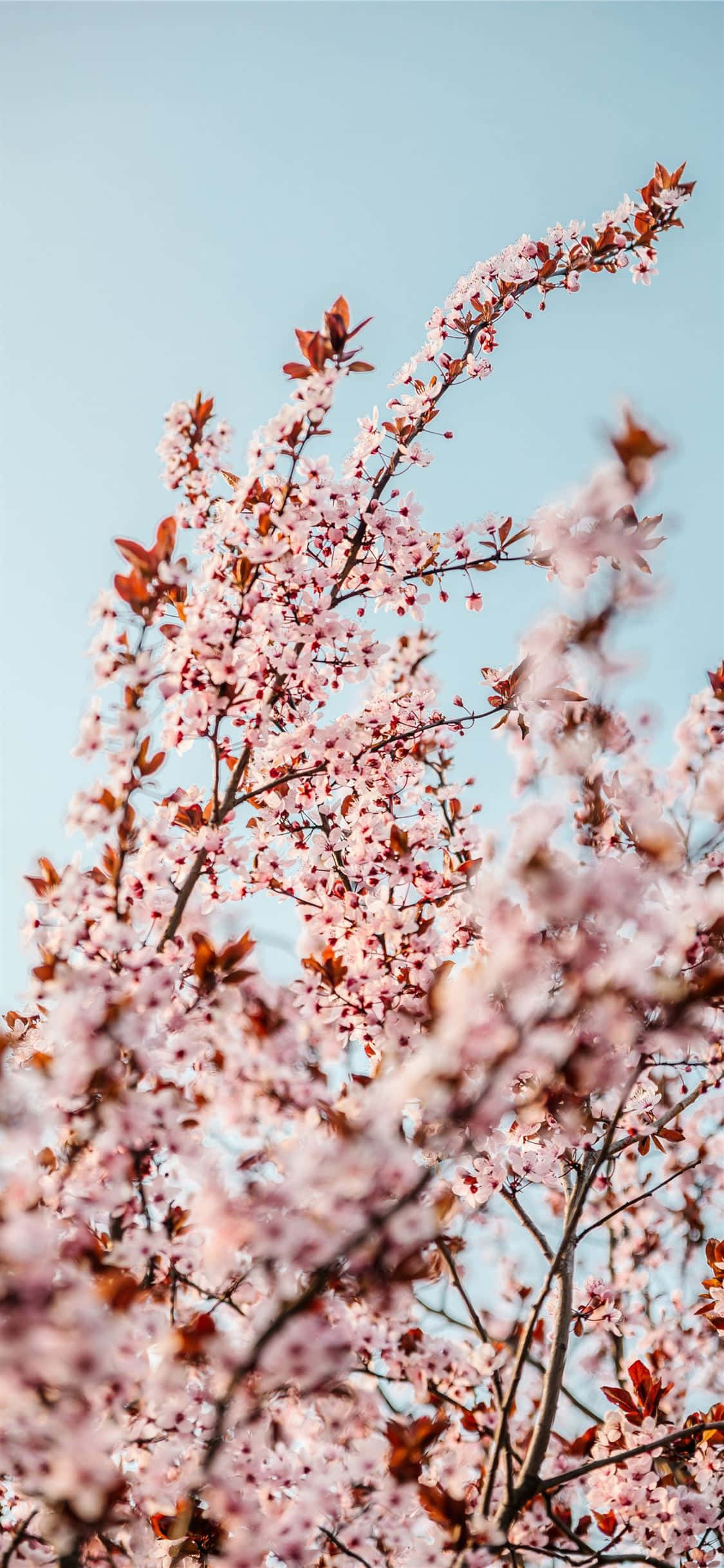 Pink Trees, pink cherry blossoms, slender branches, Full HD Phone Wallpaper