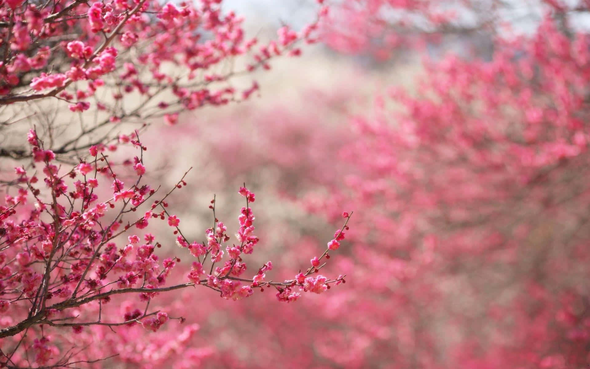 Pink Trees, pink cherry blossoms, slender branches, Full HD Desktop Wallpaper