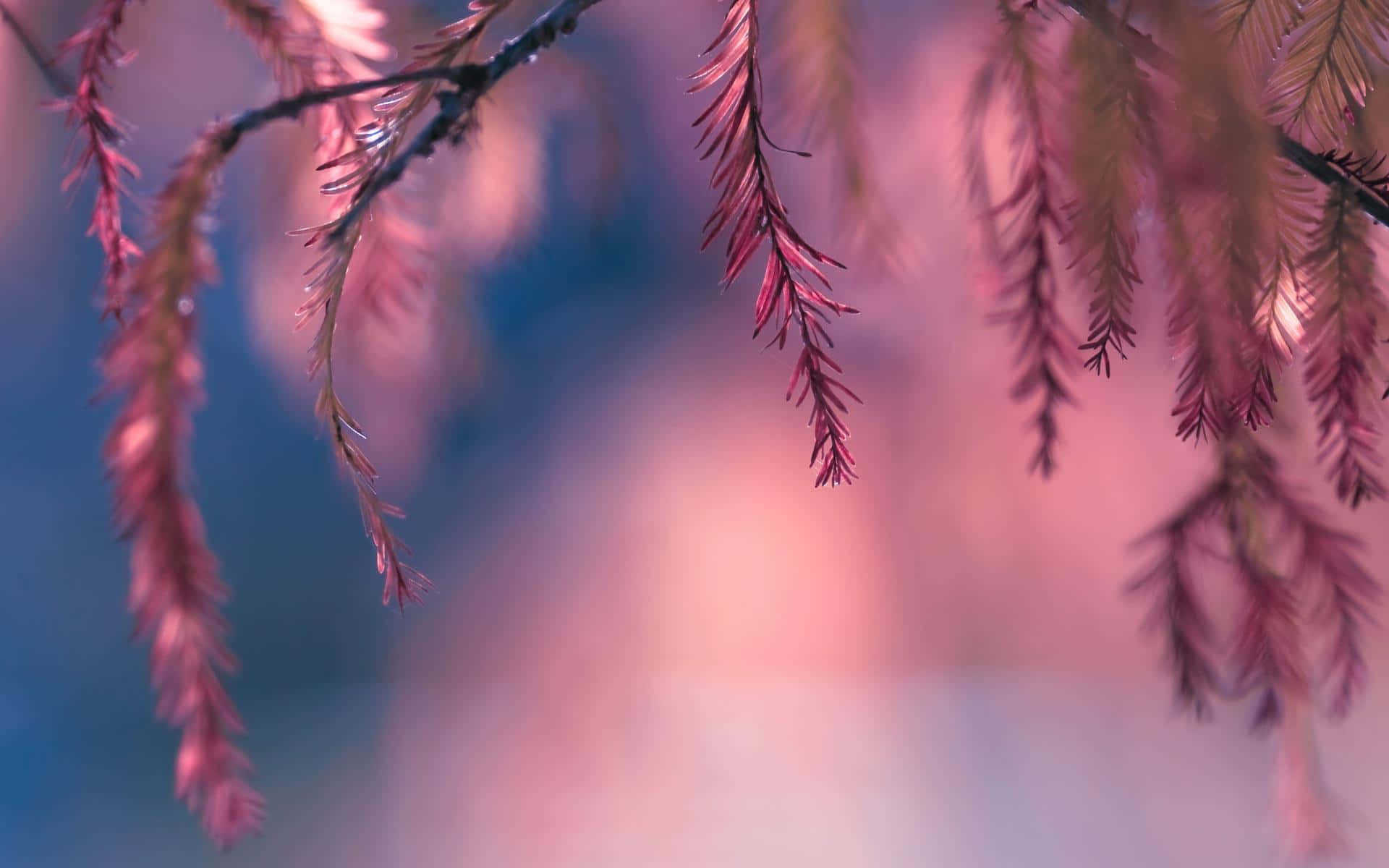 pink trees, pink pine needles, dew, Full HD Desktop Wallpaper