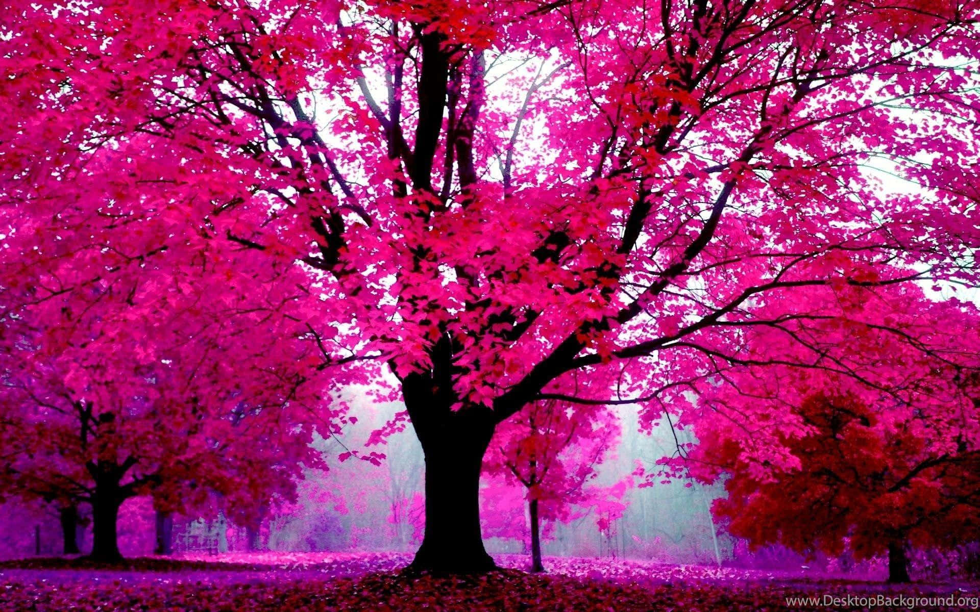 Pink Trees, vibrant pink leaves, surreal forest, Full HD Desktop Wallpaper