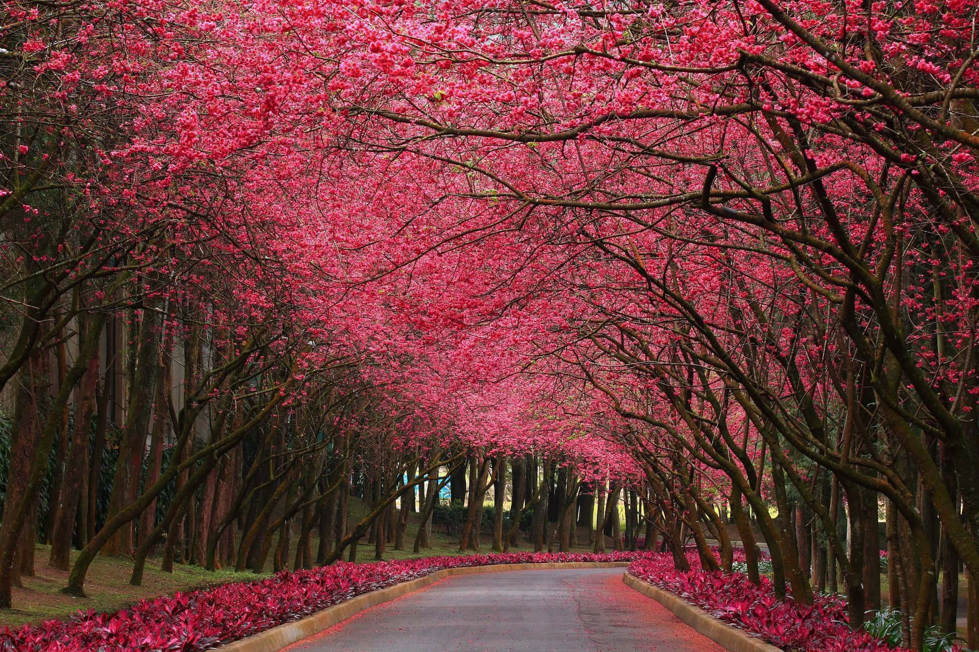 pink cherry blossoms, winding road, canopy, Full HD Desktop Wallpaper