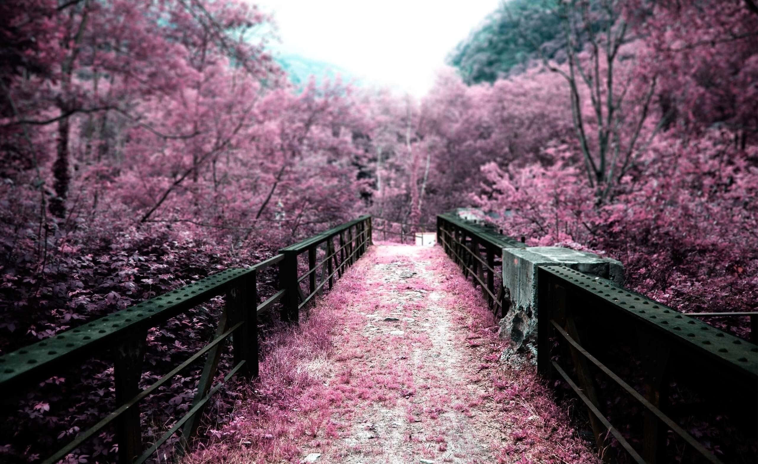 Pink Fall, Black Bridge, vibrant pink foliage, 2K Desktop Wallpaper