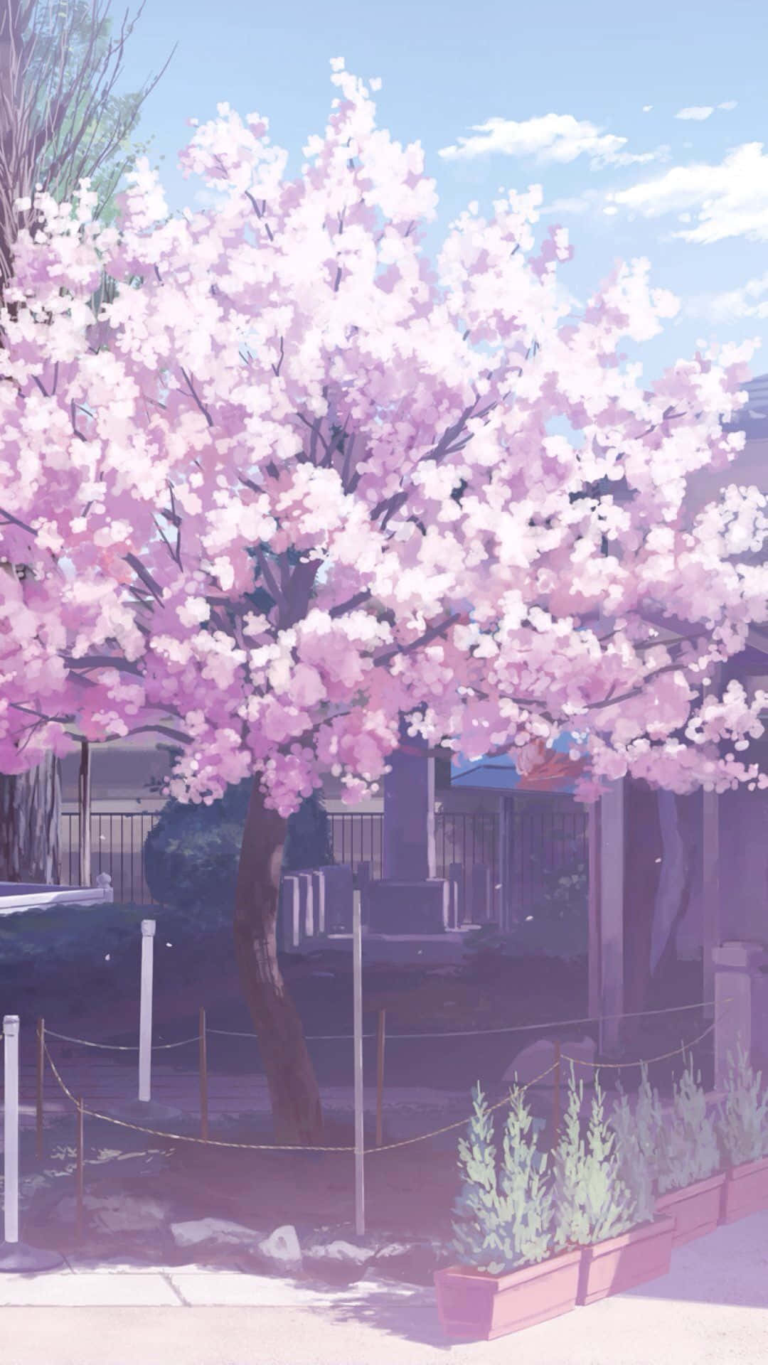 Pink Trees, cherry blossom tree, pink bloom, Full HD Phone Wallpaper