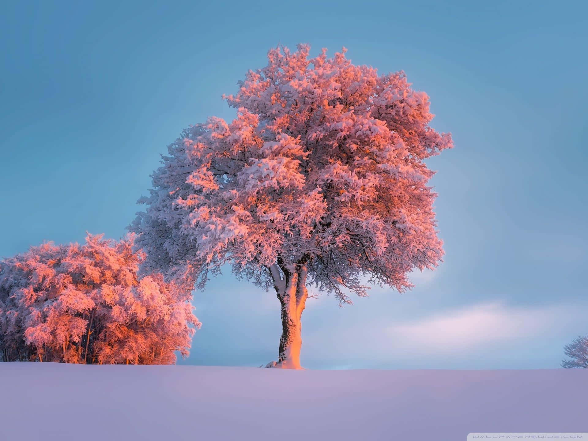 pink tree, snowy field, blue twilight sky, Full HD Desktop Wallpaper