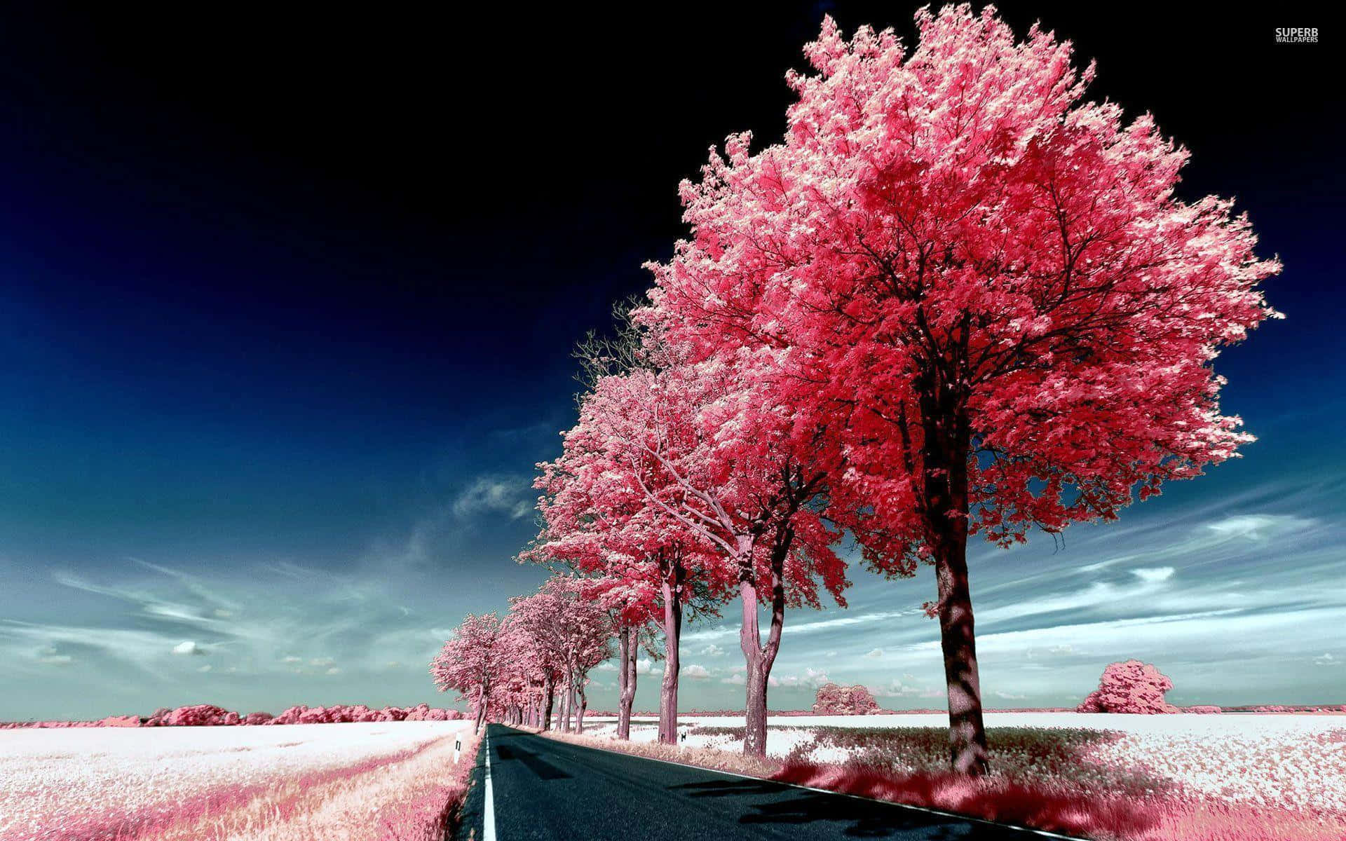 pink trees, road, vivid pink trees, Full HD Desktop Wallpaper