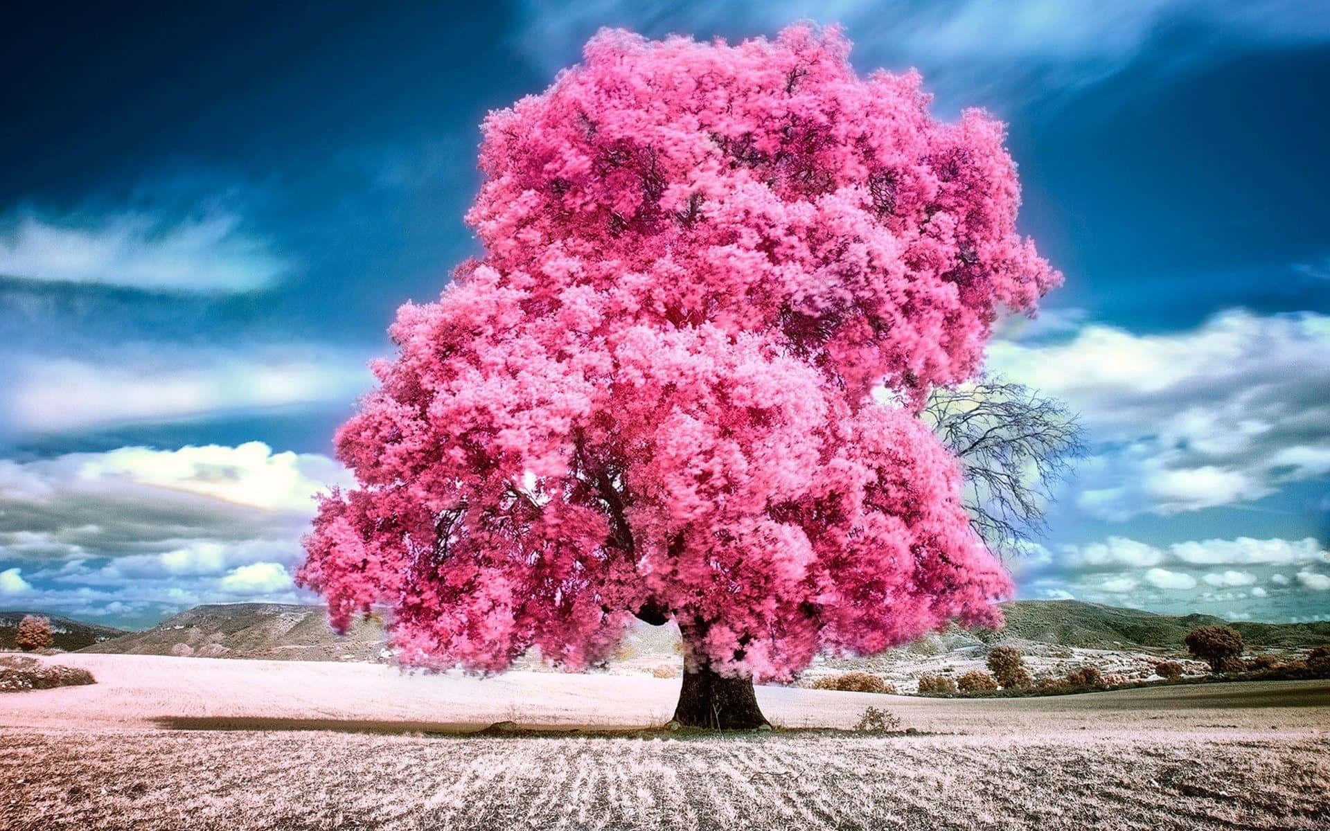Pink Trees, vibrant pink blossoms, dramatic blue sky, Full HD Desktop Wallpaper