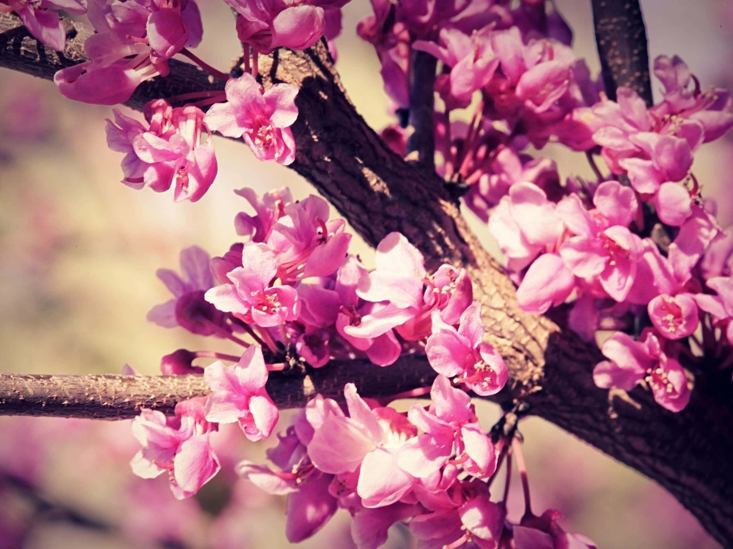 pink trees, sunny day, vibrant pink blossoms, 2K Desktop Wallpaper