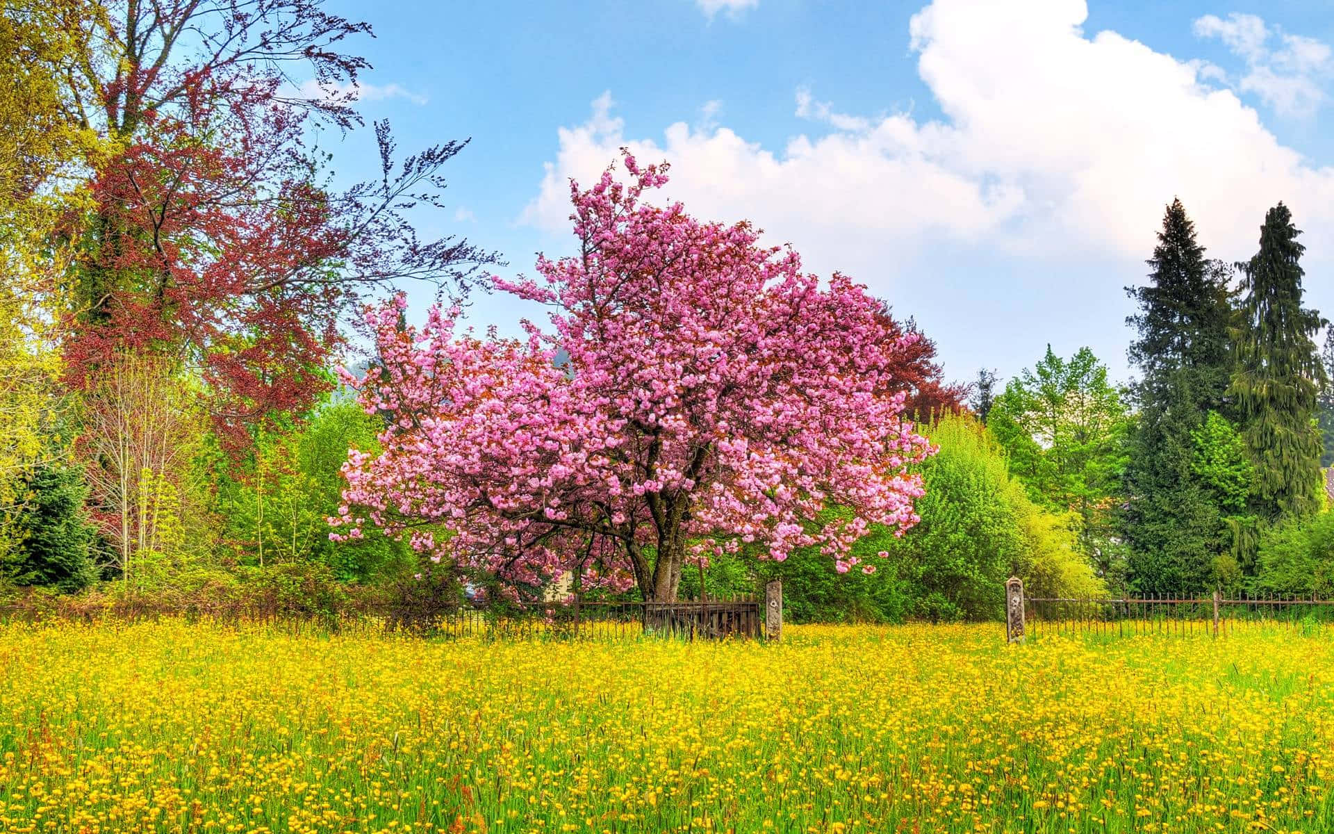 Pink Trees, vibrant pink flowering tree, golden field, Full HD Desktop Wallpaper