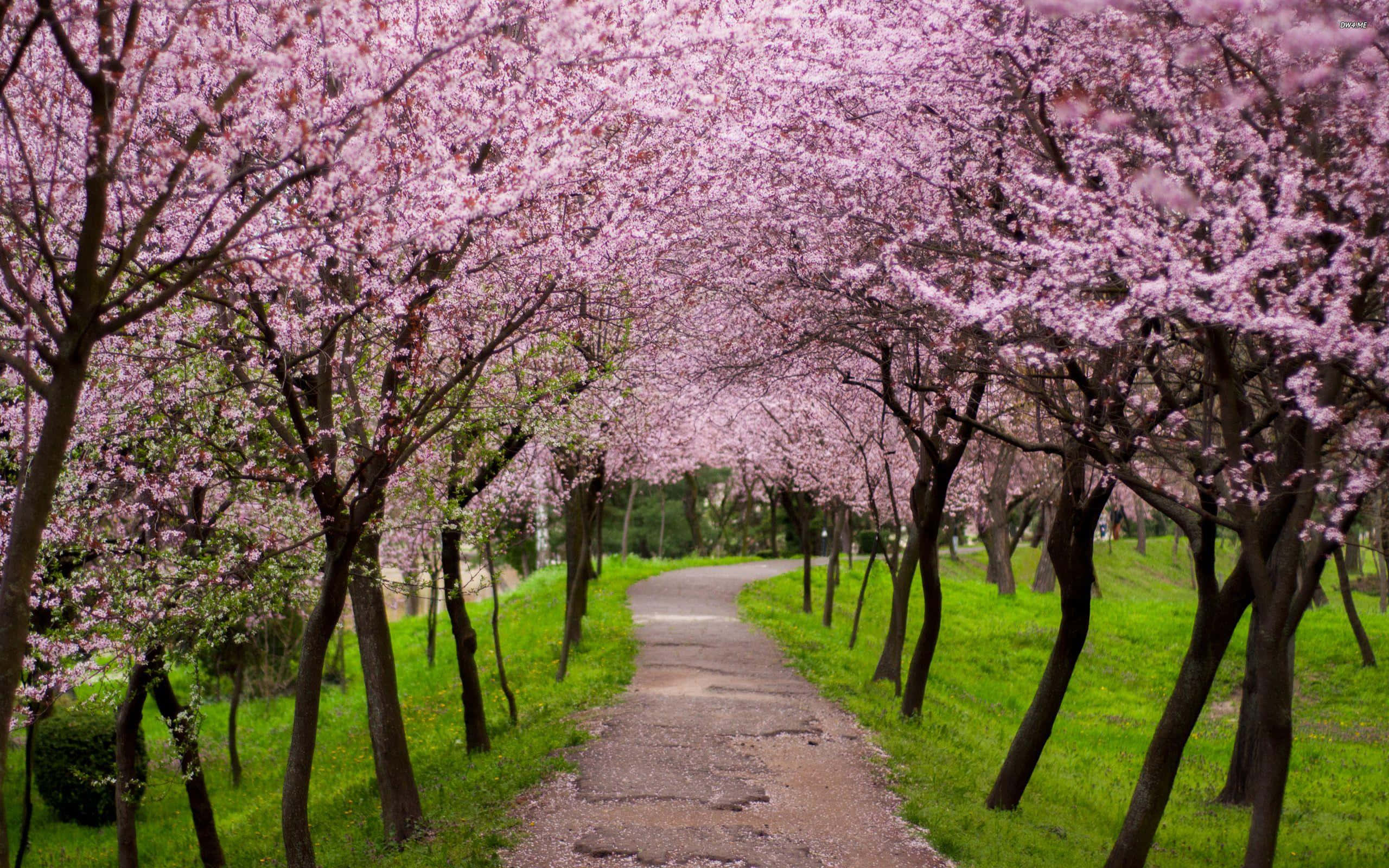 pink trees, pink cherry blossom trees, winding path, 2K Desktop Wallpaper