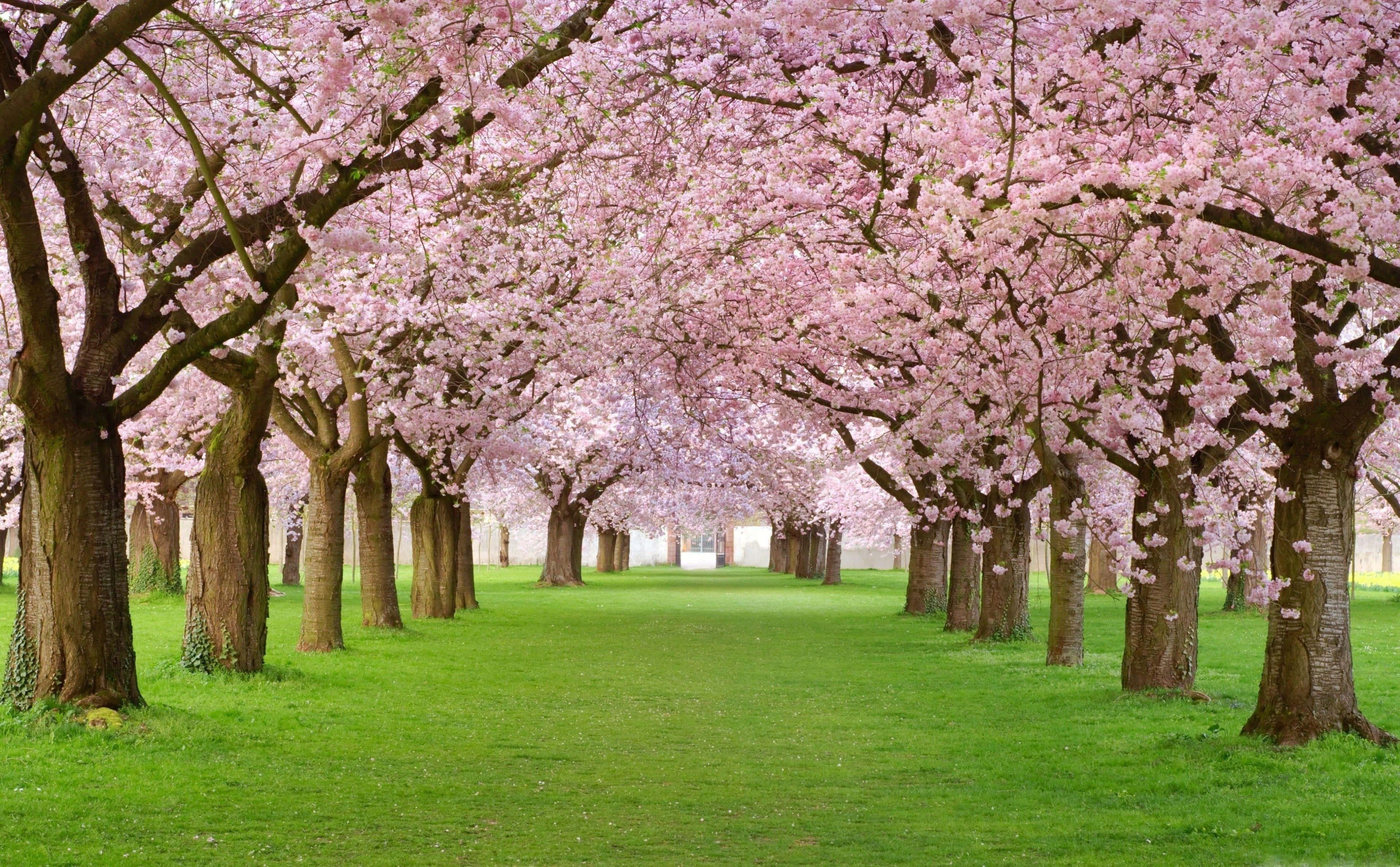 pink trees, cherry trees, pink canopy, 4K Desktop Wallpaper