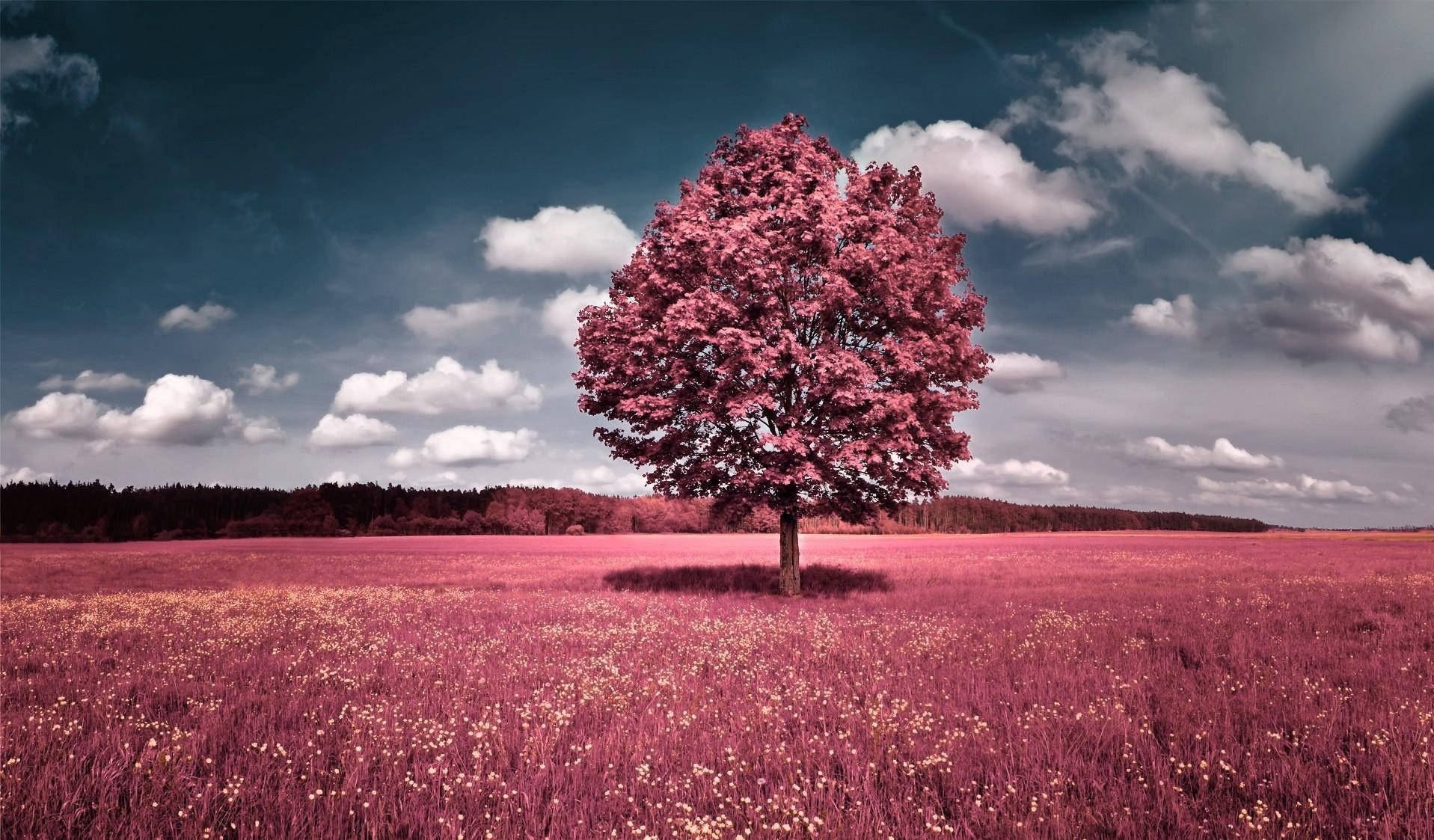 pink tree, pink grass, vast field, HD Desktop Wallpaper