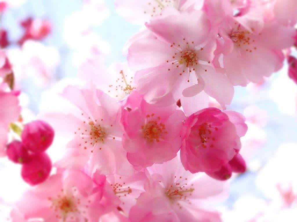 pink flowers, tree, cherry blossoms, SD Desktop Wallpaper