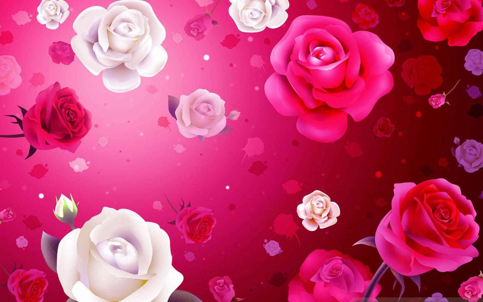 Pink Valentine Day, vibrant pink, white roses, HD Desktop Wallpaper
