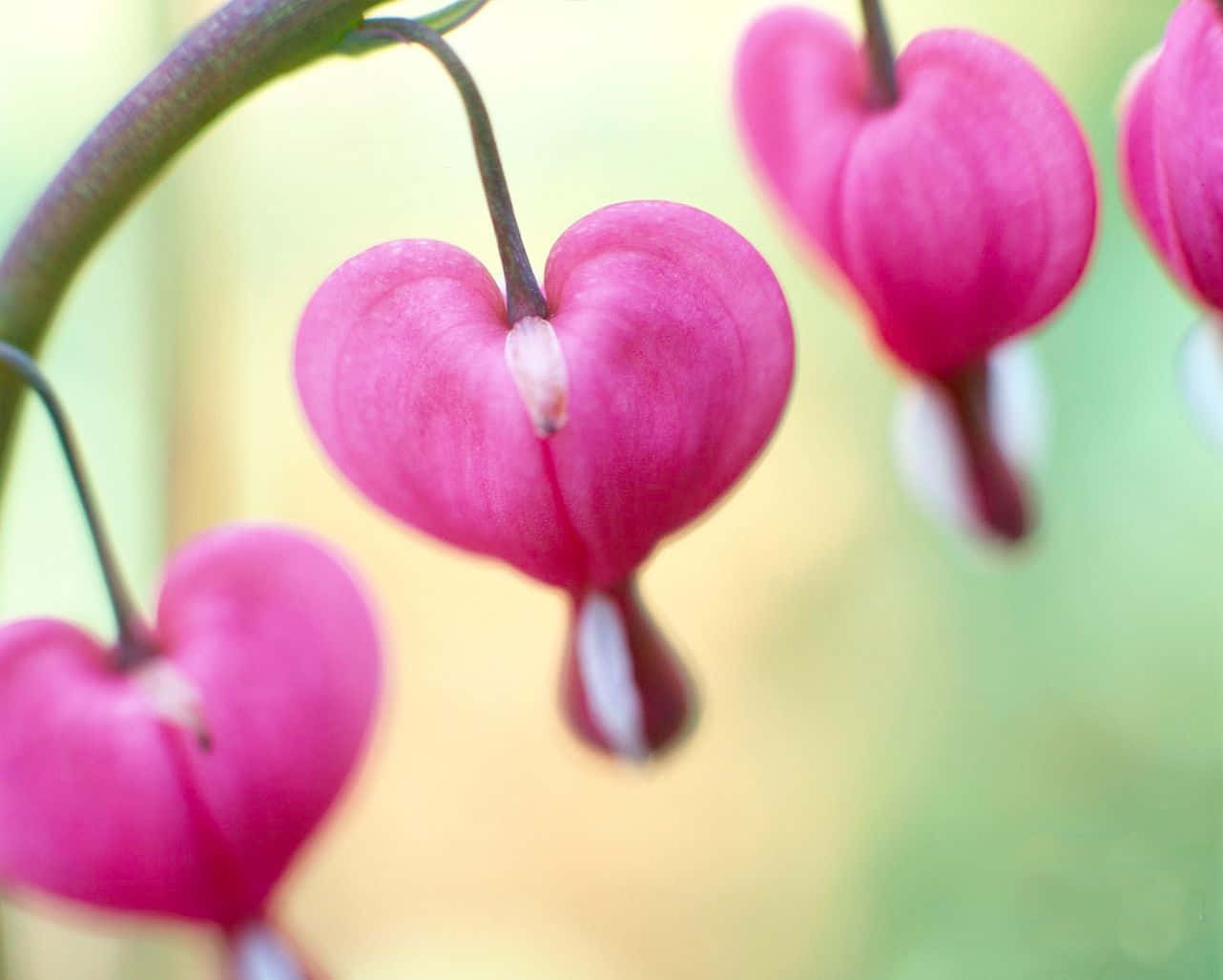 Pink Valentine Day, heart-shaped bleeding heart flowers, vibrant pink, HD Desktop Wallpaper