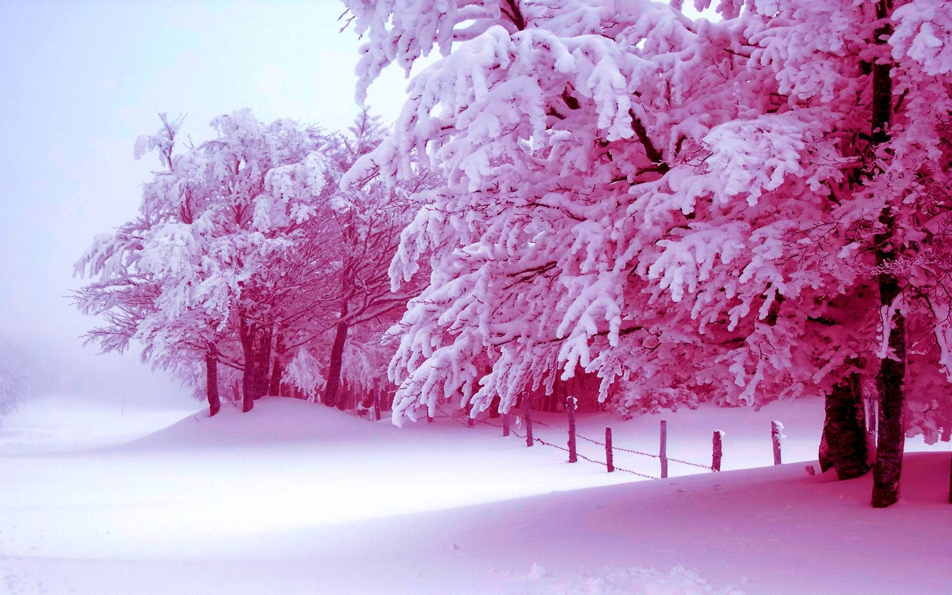 Pink Tree Snow Aesthetic, snow-laden trees, surreal pink, Full HD Desktop Wallpaper