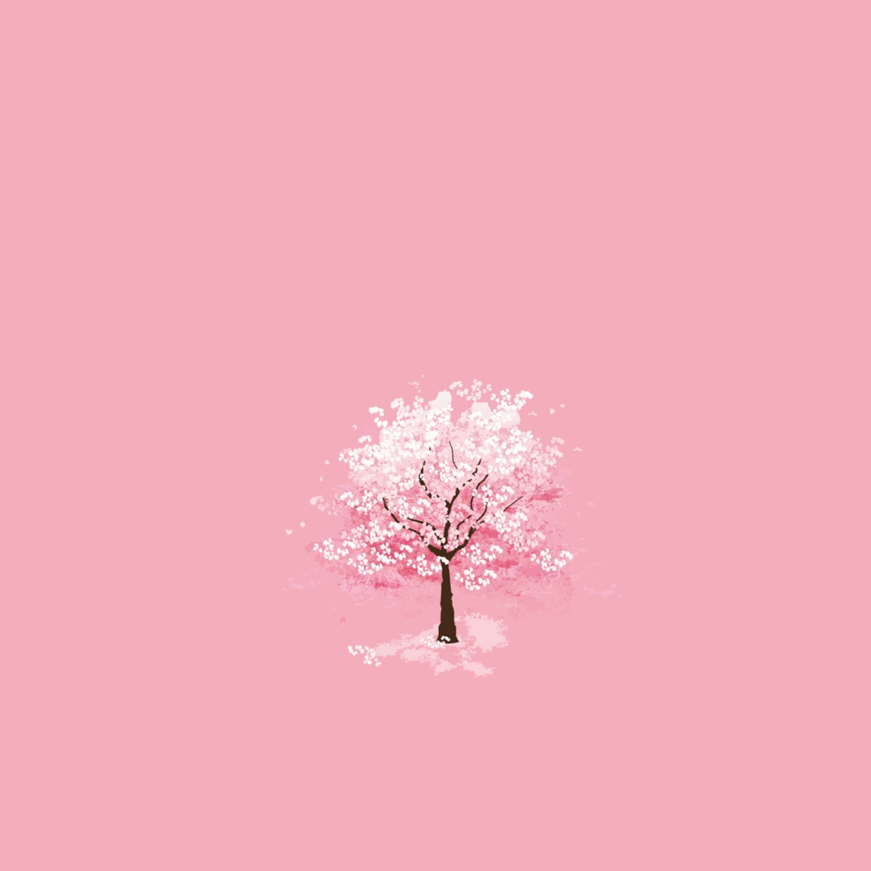 cherry blossom tree, white petals, solid pink background, 2K Desktop Wallpaper