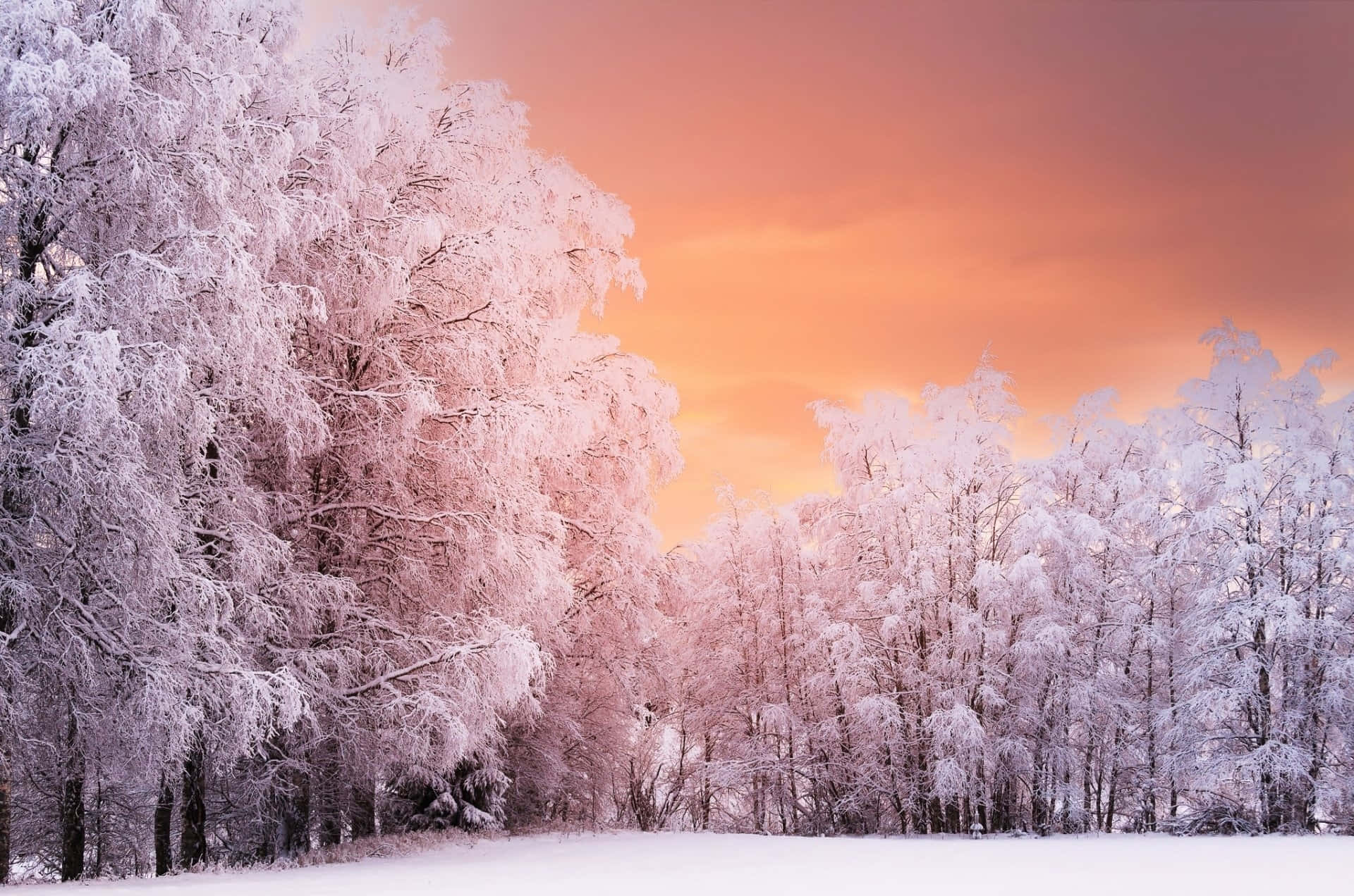 frosted trees, pink sunset, snowy field, Full HD Desktop Wallpaper