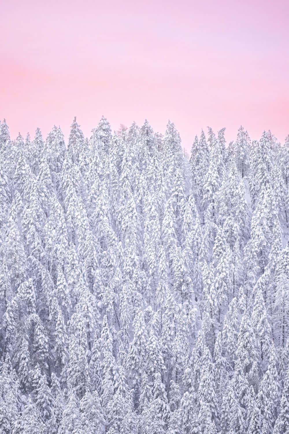 pink twilight sky, snow-covered evergreen trees, dense forest, HD Phone Wallpaper