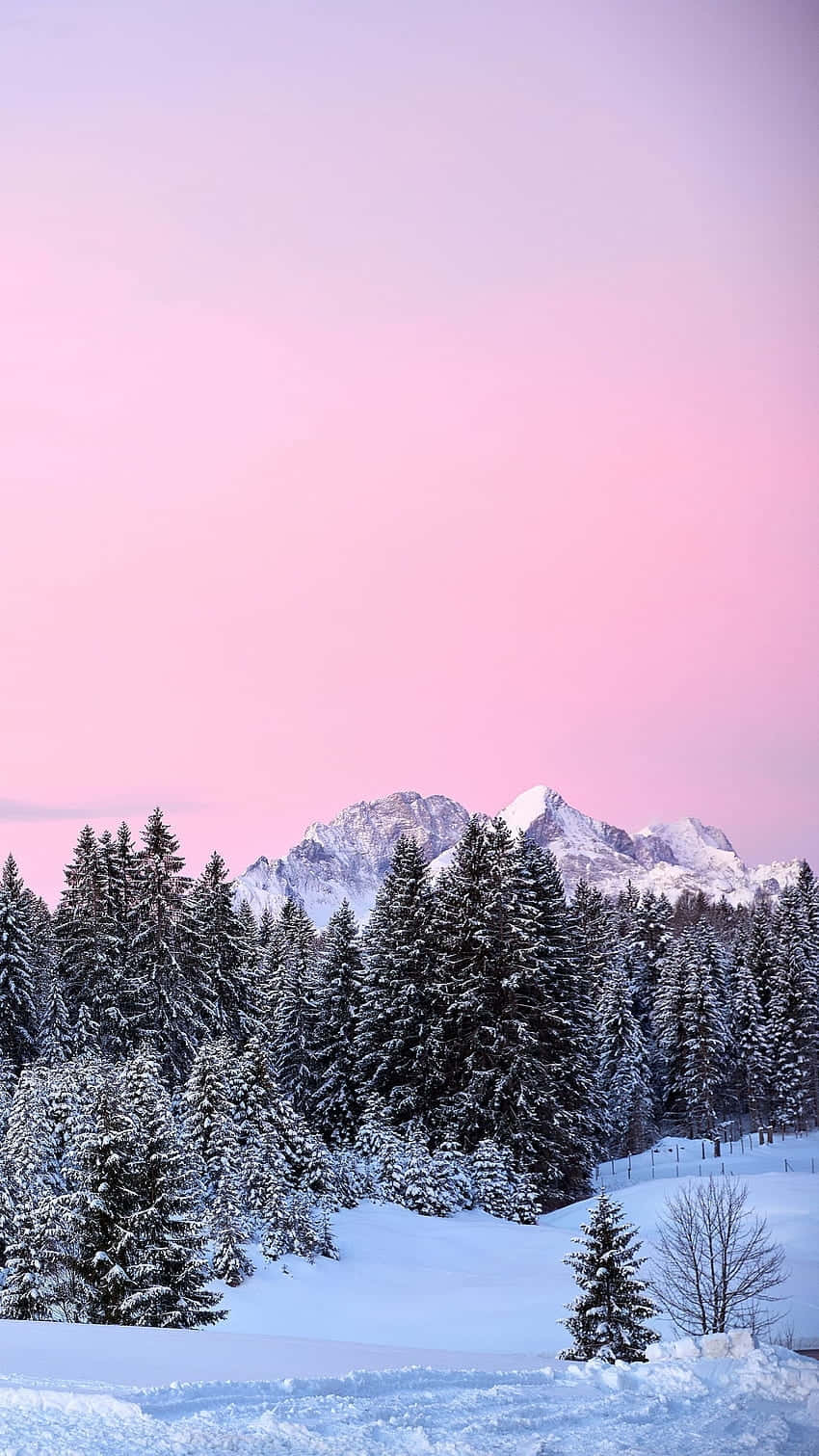 Pink Sky Winter Mountain Landscape, snow, evergreen trees, HD Phone Wallpaper