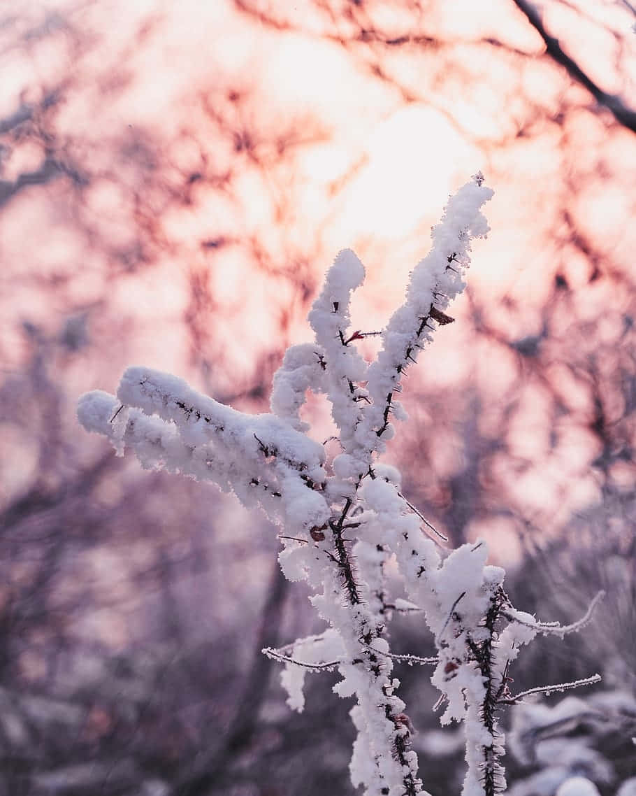 frosted twigs, pink sunset, winter aesthetic, SD Phone Wallpaper