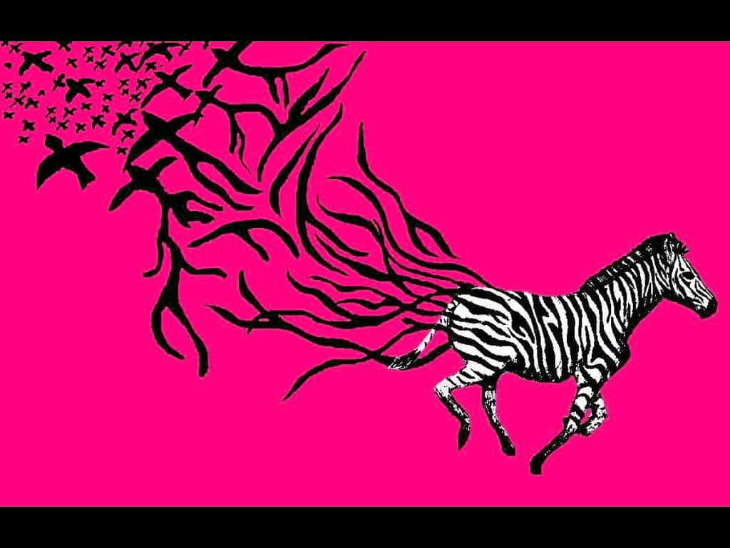 Pink Zebra, black and white zebra, vivid pink background, SD Desktop Wallpaper